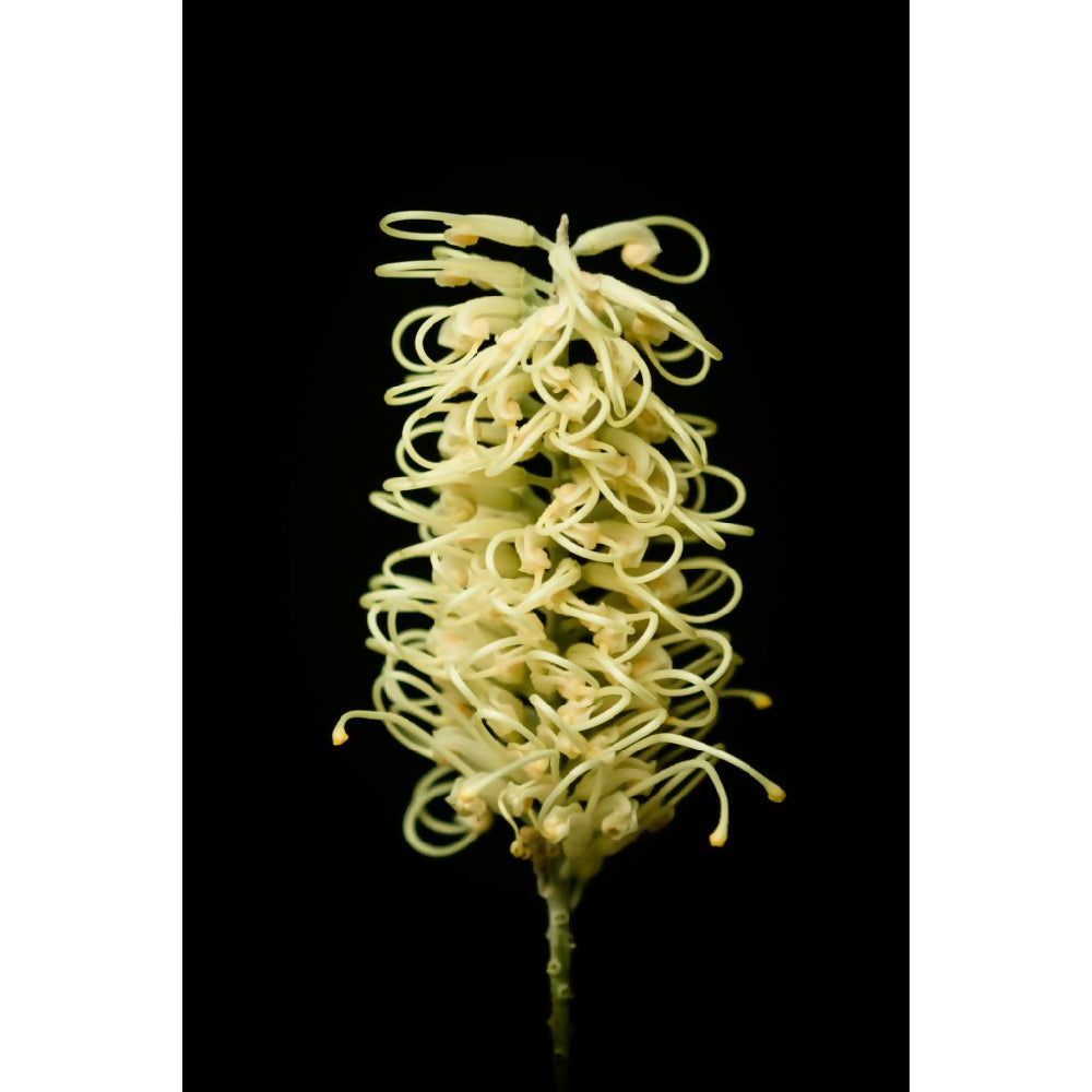 yellow grevillea fine art floral photography