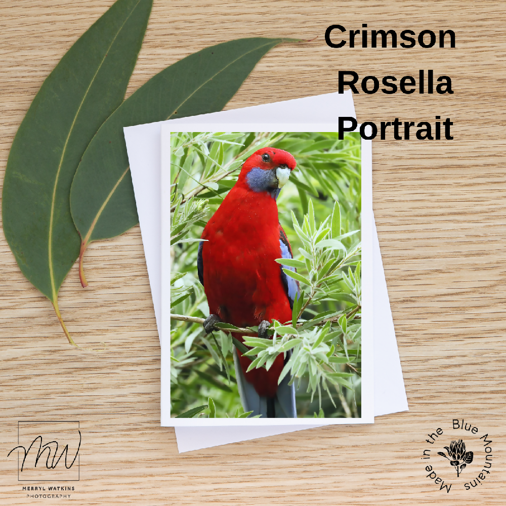 Blank Greeting Card - Crimson Rosella Portrait Photo