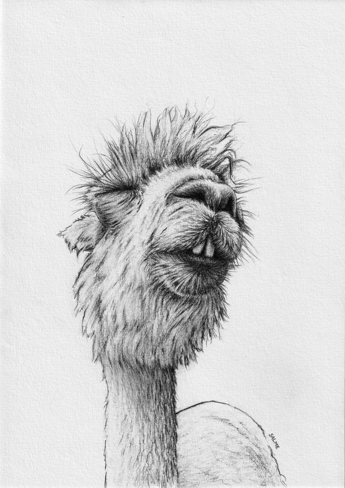 Cheeky Alpaca | Hand Drawn Original Artwork