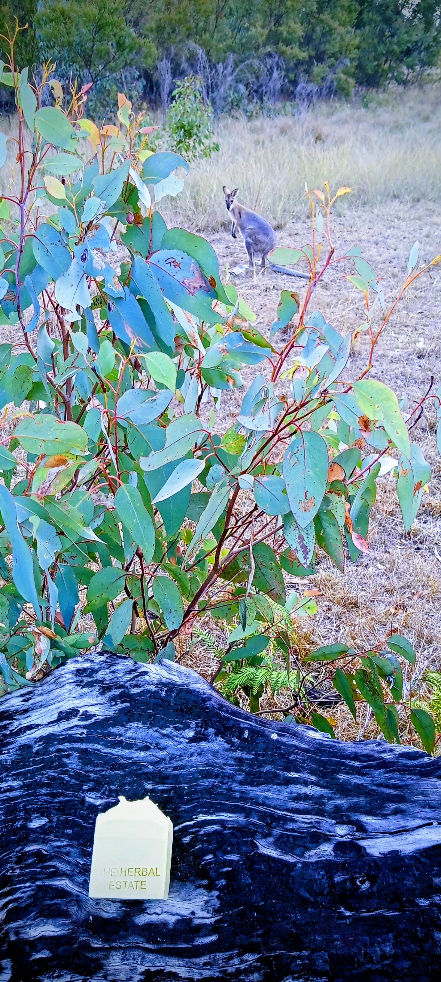 2 Castille Bars 120g each. Ready Late April 2026