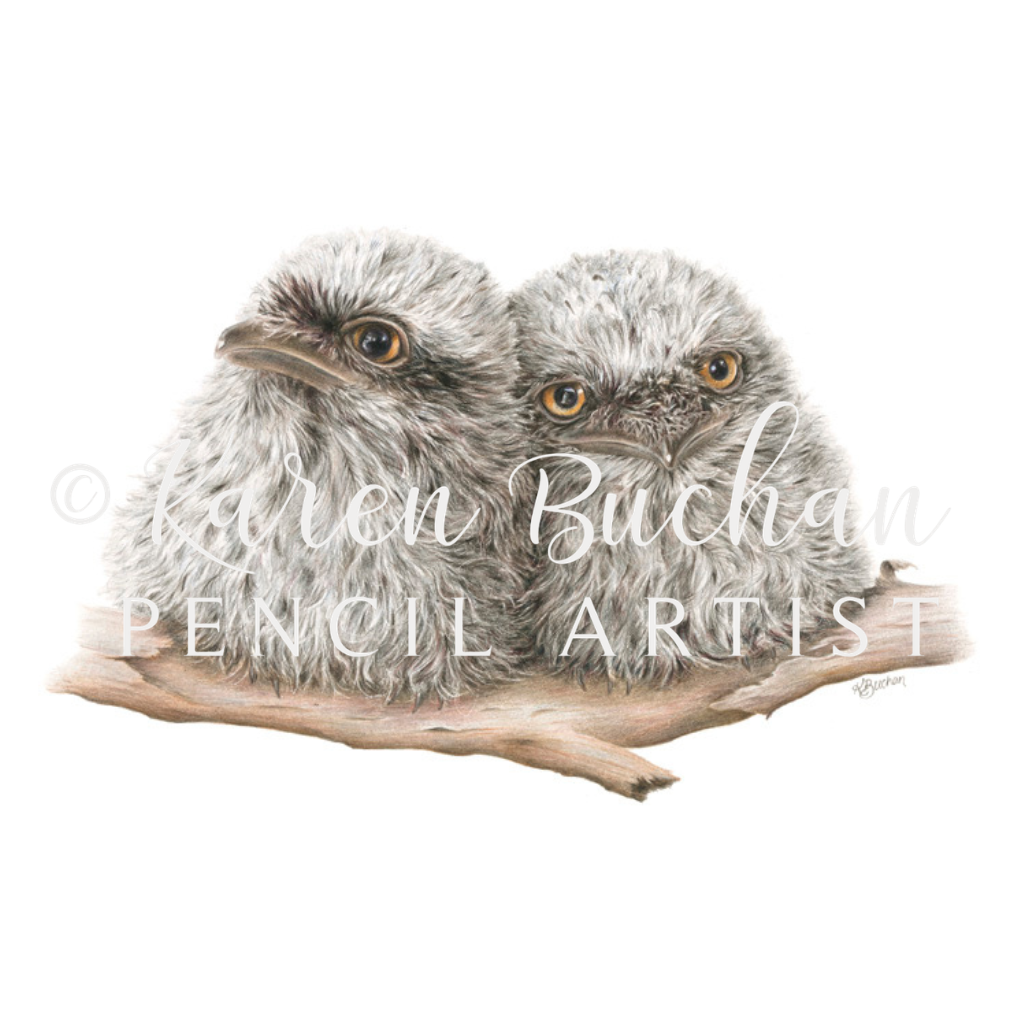 Tawny Frogmouth Chicks | Blank Greeting Card | Australian Wildlife | Recycled