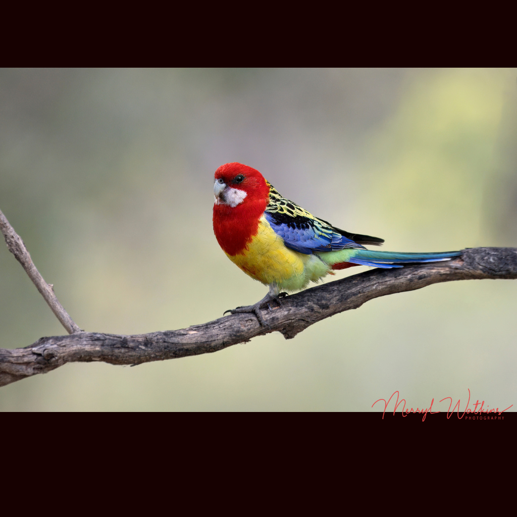 Blank Greeting Card - Eastern Rosella on a branch - Photo
