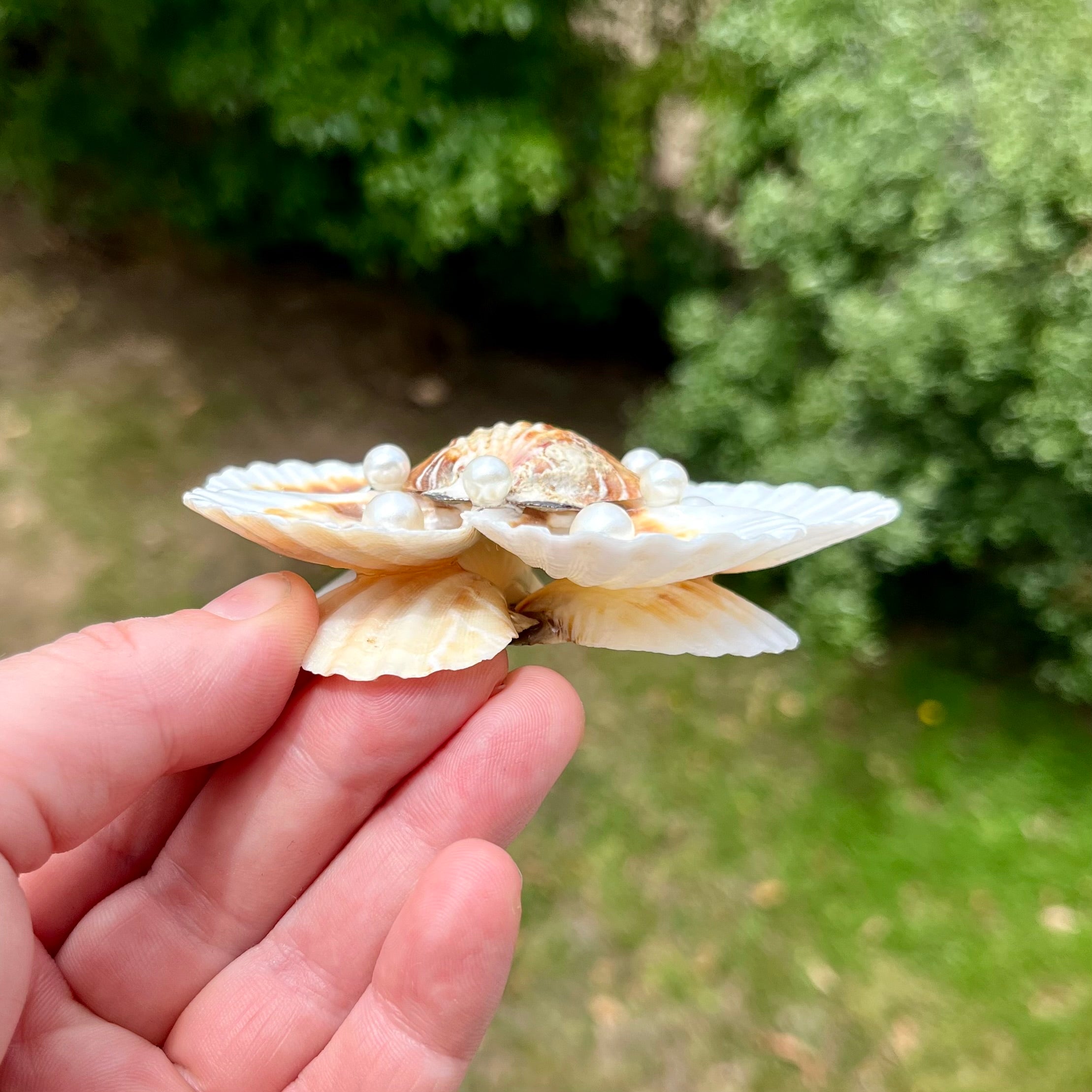 Small Scallop Shell Flower Tray
