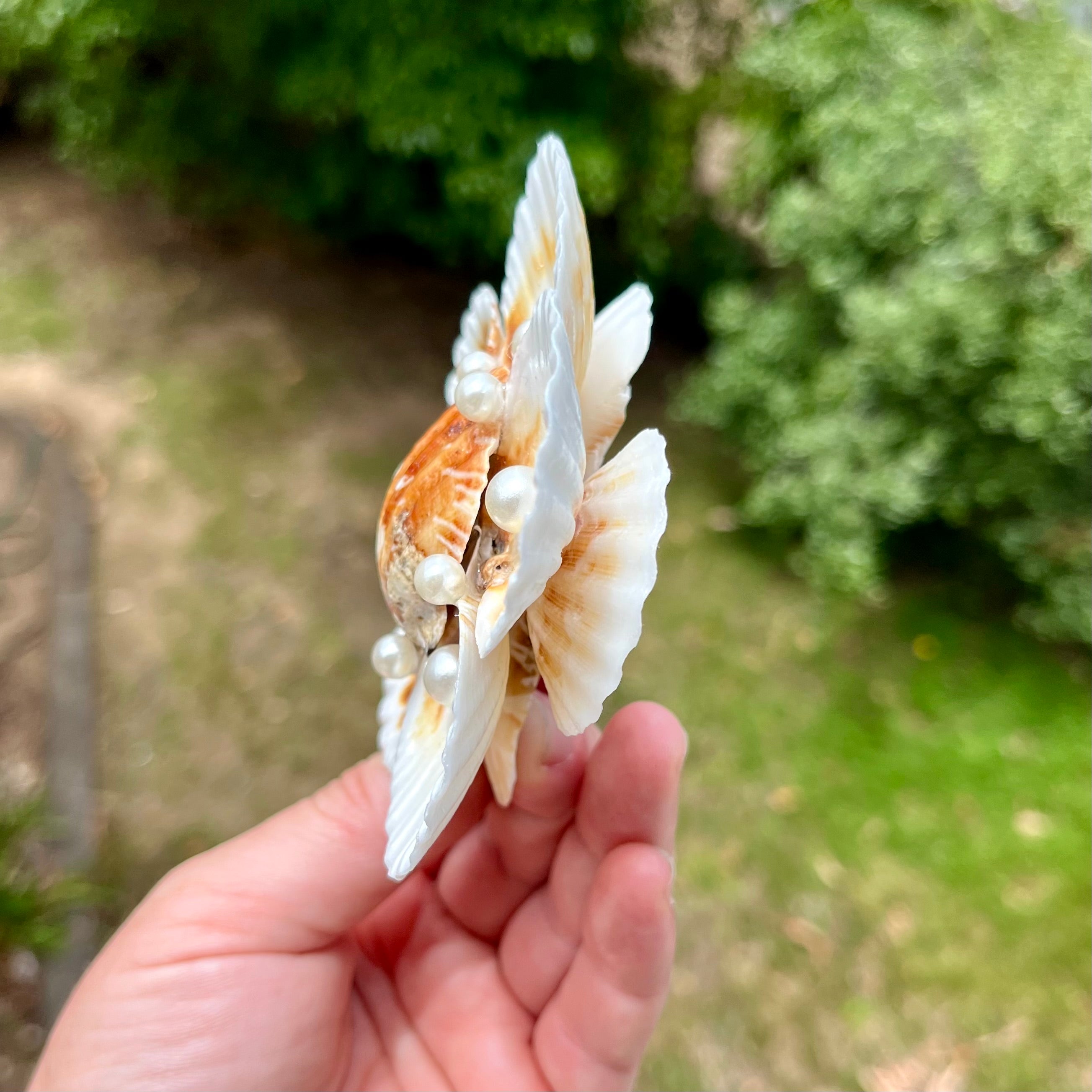 Small Scallop Shell Flower Tray