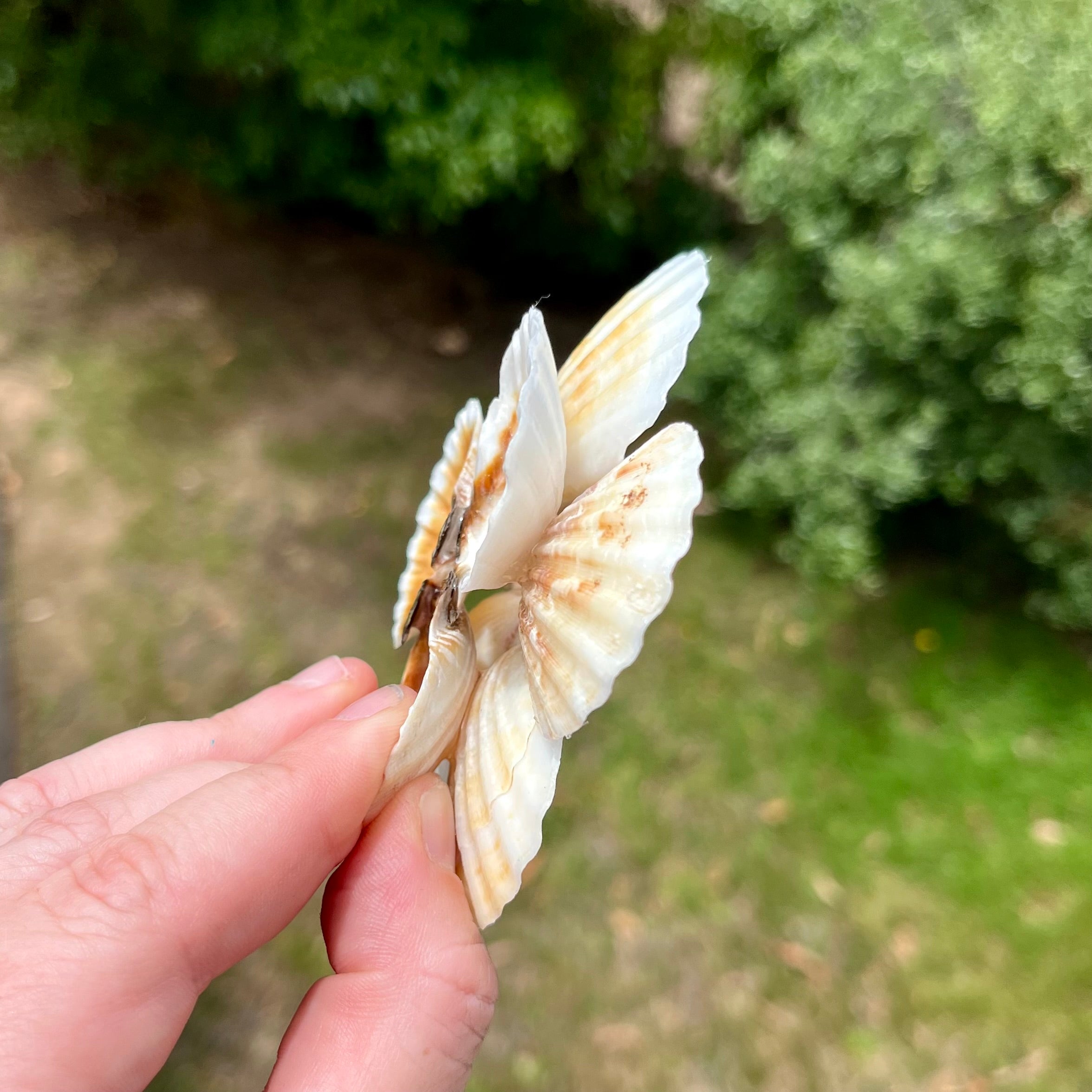 Small Scallop Shell Flower Tray