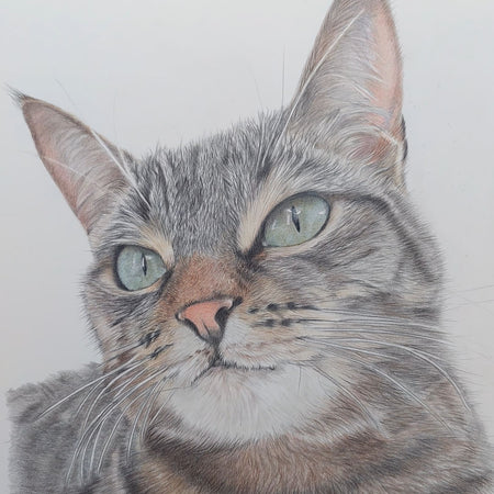 Pet Portraits Hand drawn in Pencil