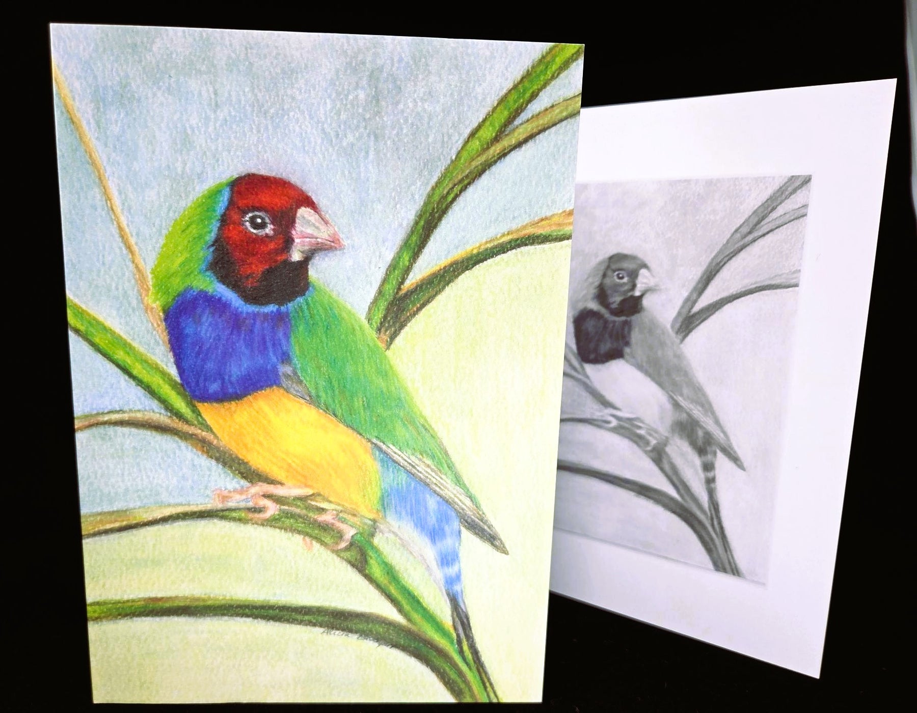 Gouldian Finch Greeting Card (blank inside)- 5cm x 7cm (127mm x 178mm)
