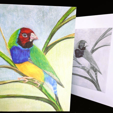 Gouldian Finch Greeting Card (blank inside)- 5cm x 7cm (127mm x 178mm)