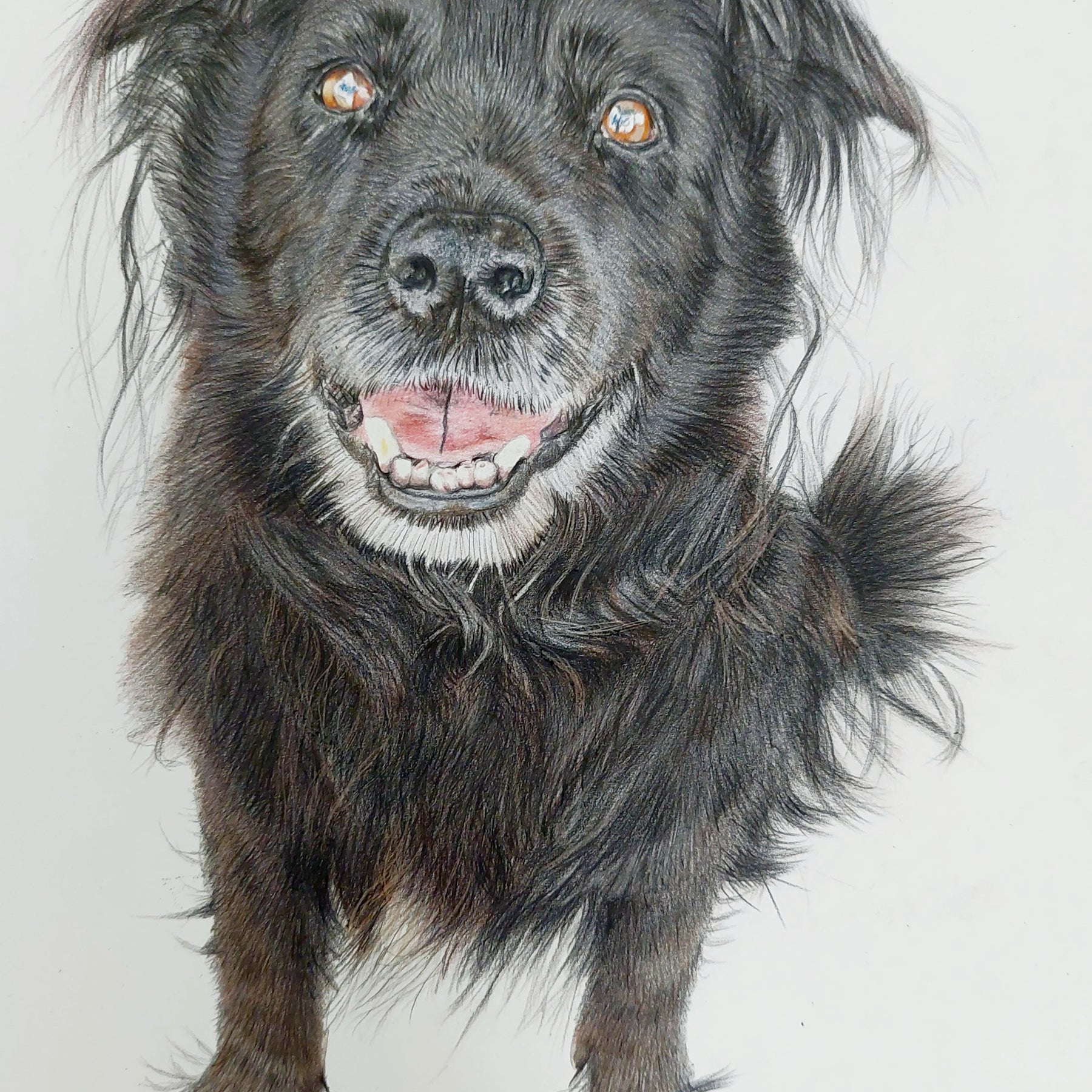 Pet Portraits Hand drawn in Pencil