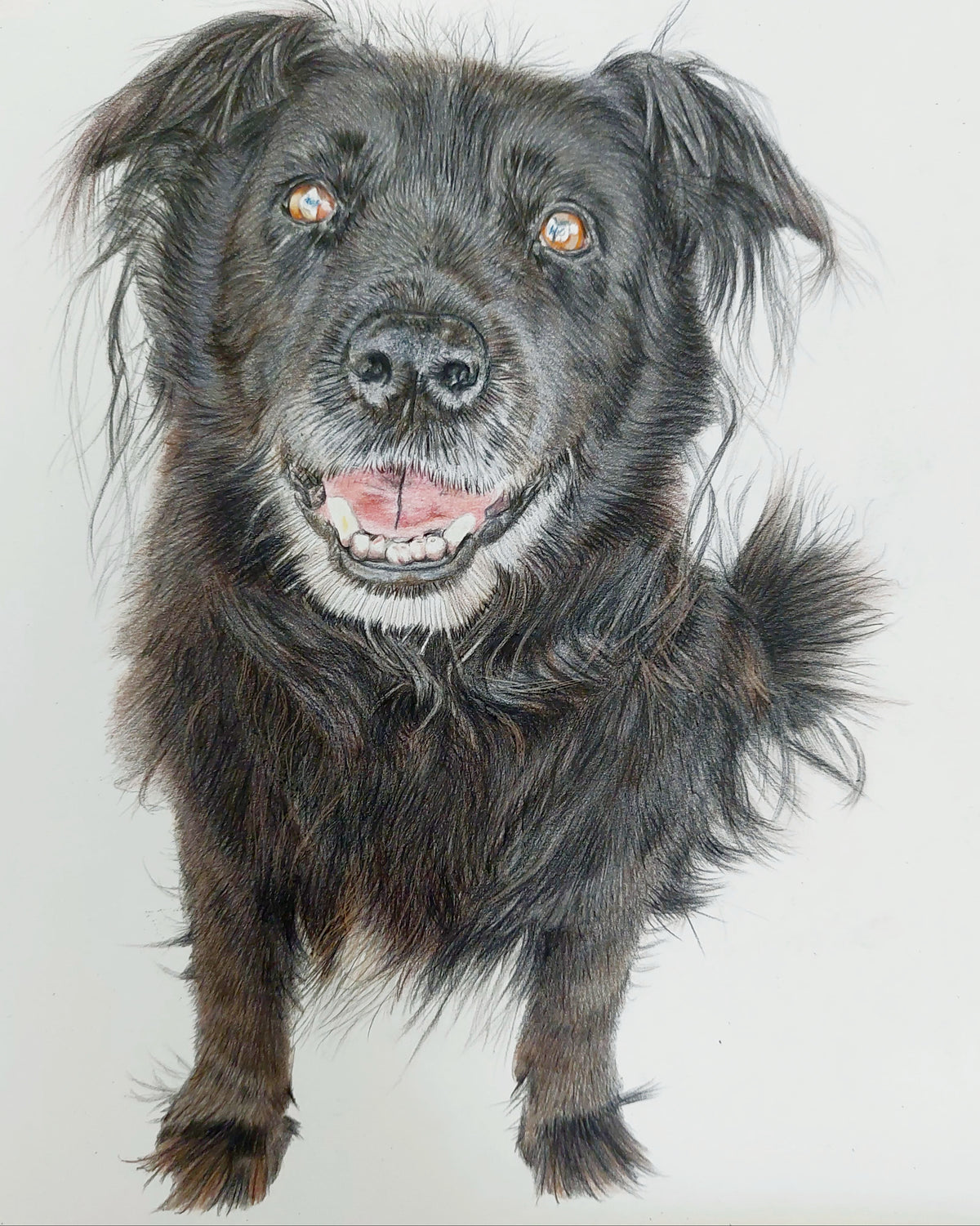 Pet Portraits Hand drawn in Pencil