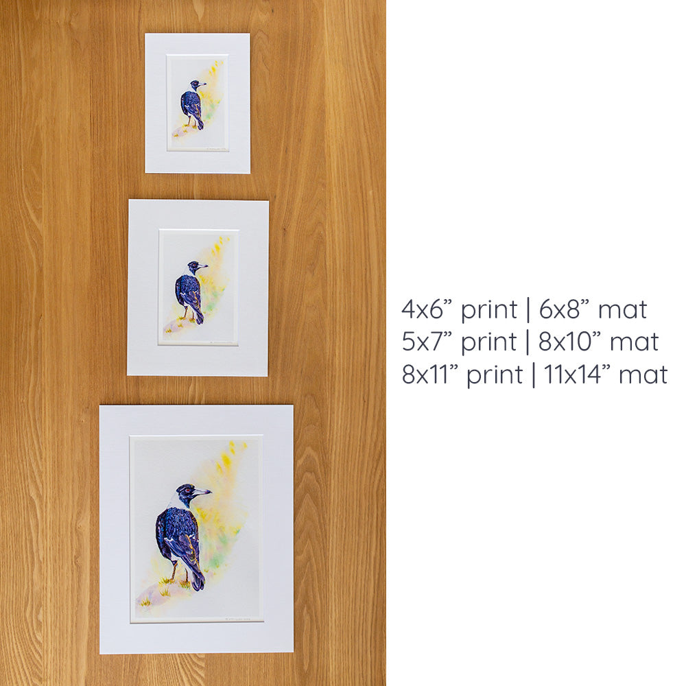 Print | Matted | Australian Magpie