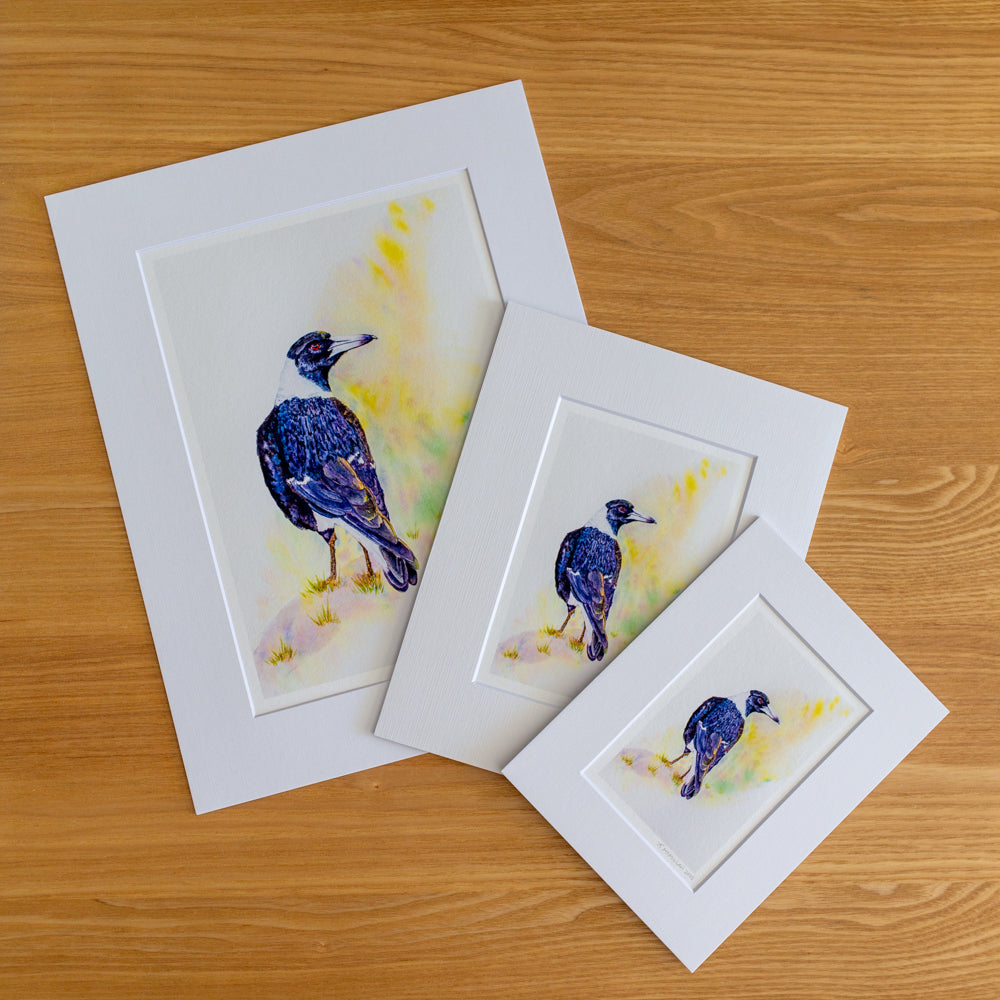 Print | Matted | Australian Magpie