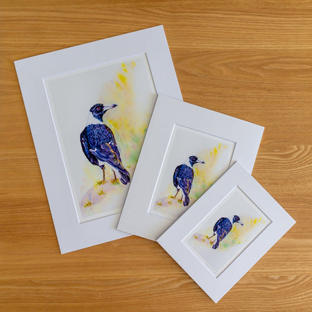 Print | Matted | Australian Magpie
