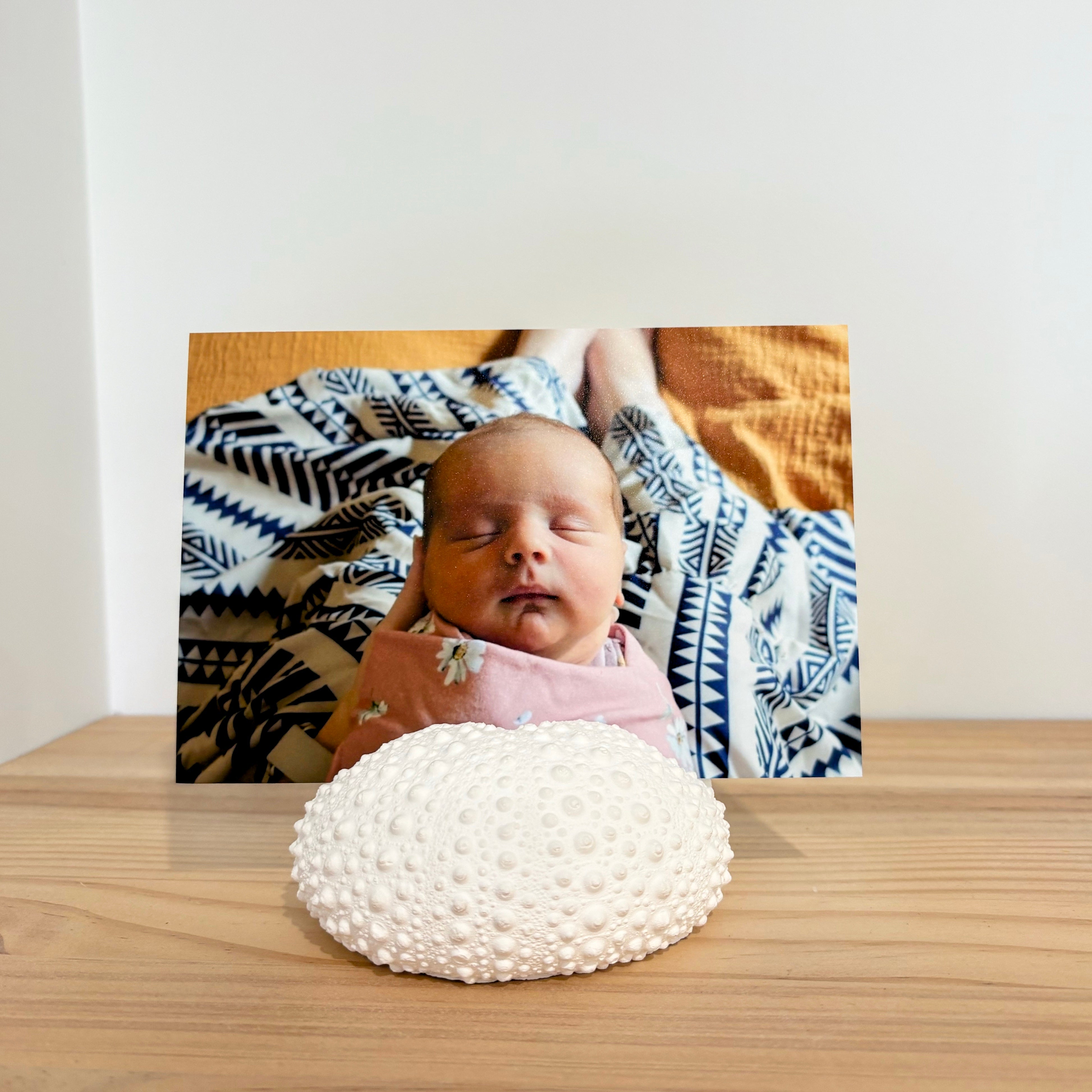 Large sea urchin photo/sign holder - eco resin