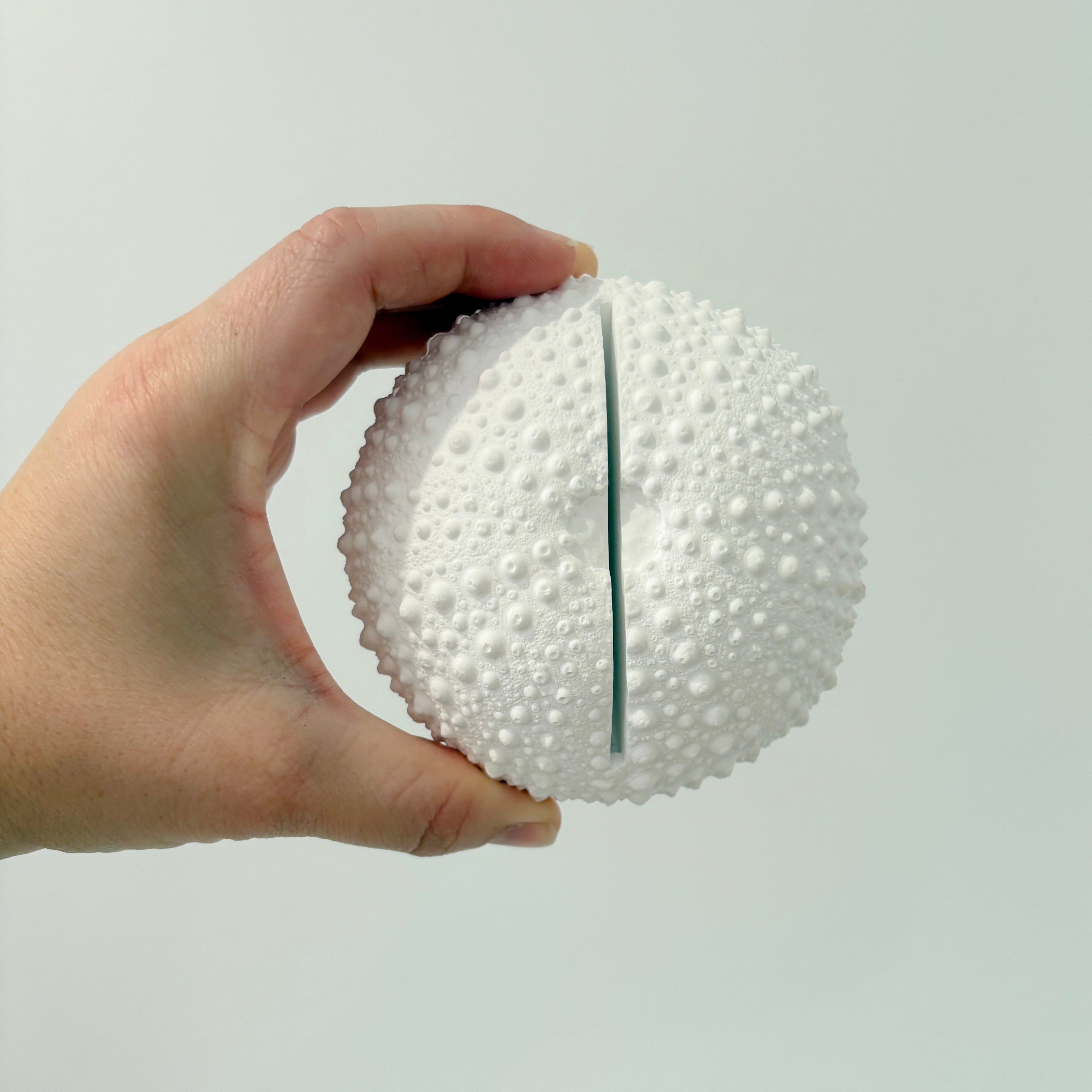 Large sea urchin photo/sign holder - eco resin