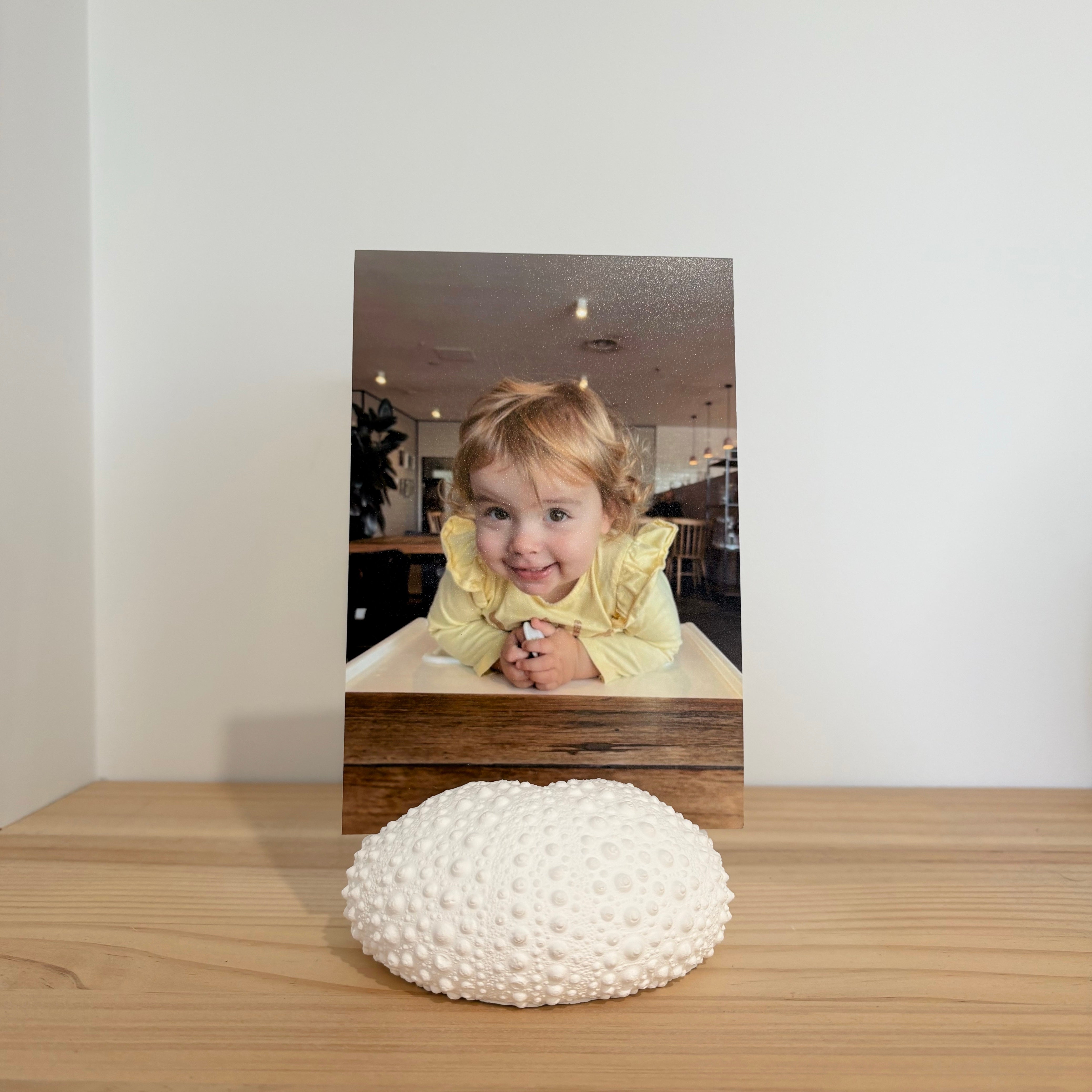 Large sea urchin photo/sign holder - eco resin