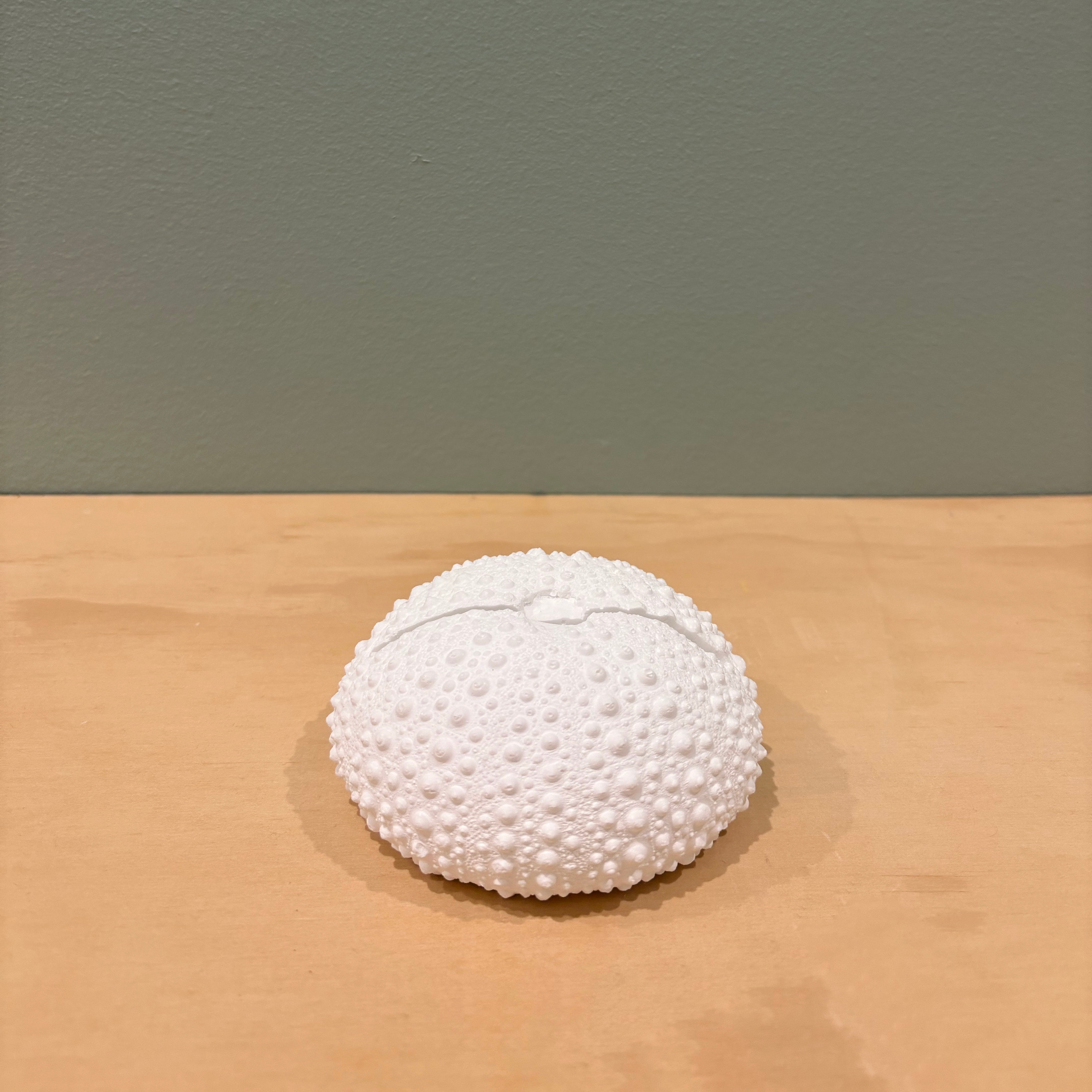 Large sea urchin photo/sign holder - eco resin