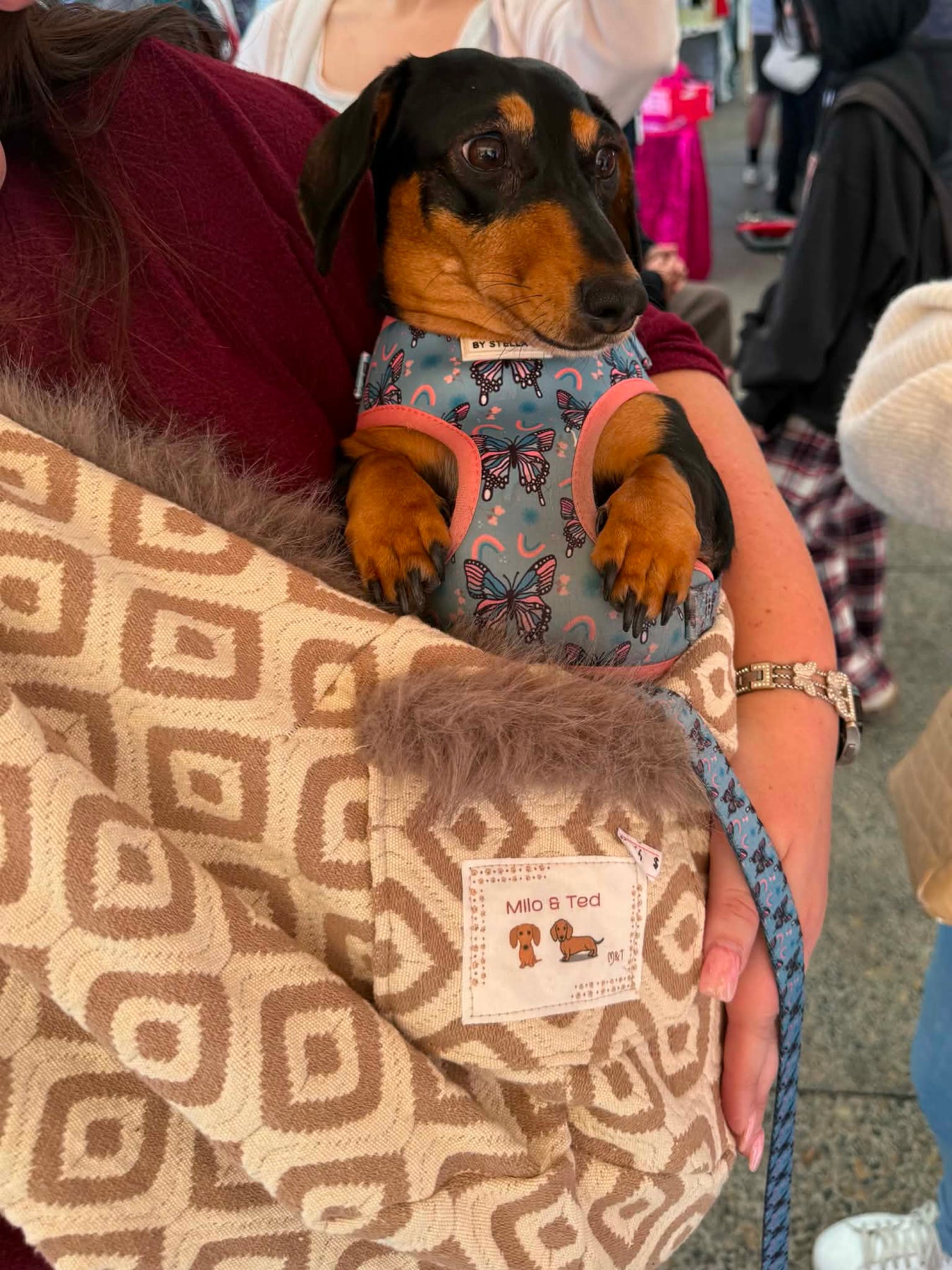 The Tediroo Sling - Pet carrier for dog, cat, rabbit, sling, bag, carry bag.