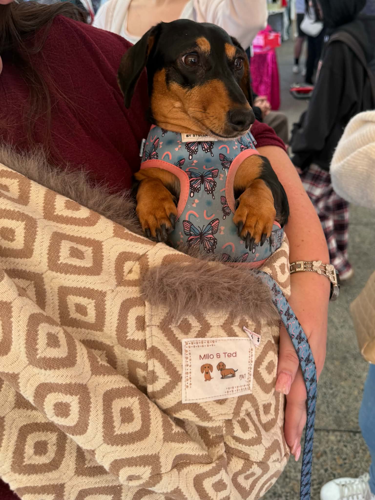 The Tediroo Sling - Pet carrier for dog, cat, rabbit, sling, bag, carry bag.