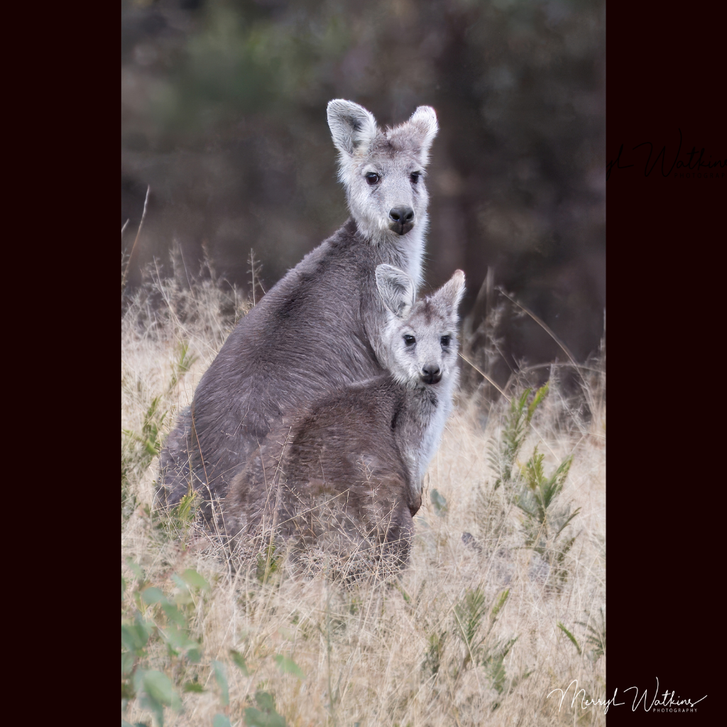 Blank Greeting Card - Eastern Wallaroos Photo