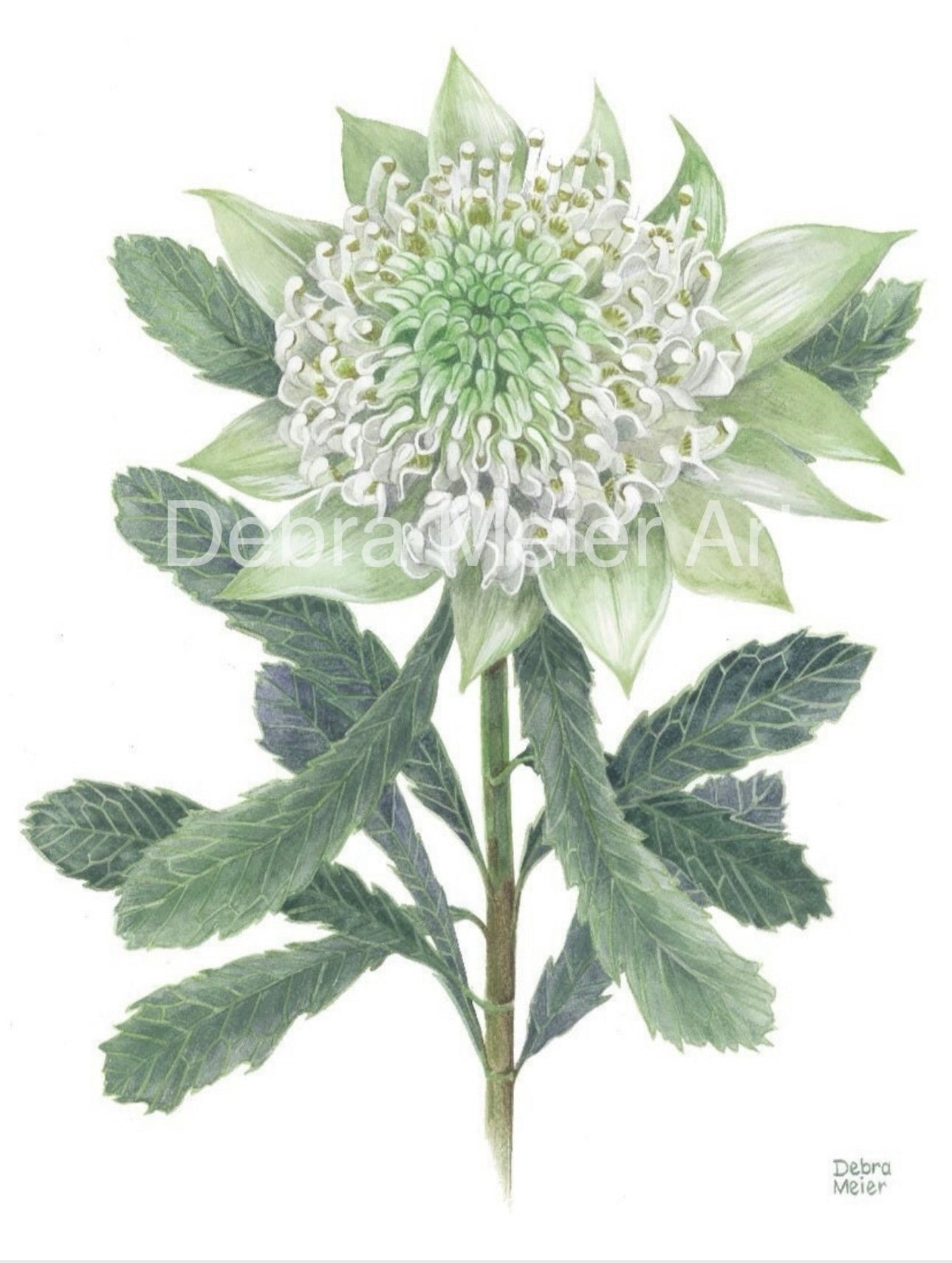 White on White series art prints by Debra Meier Art- White Waratah, Flannel Flower, Coastal Banksias