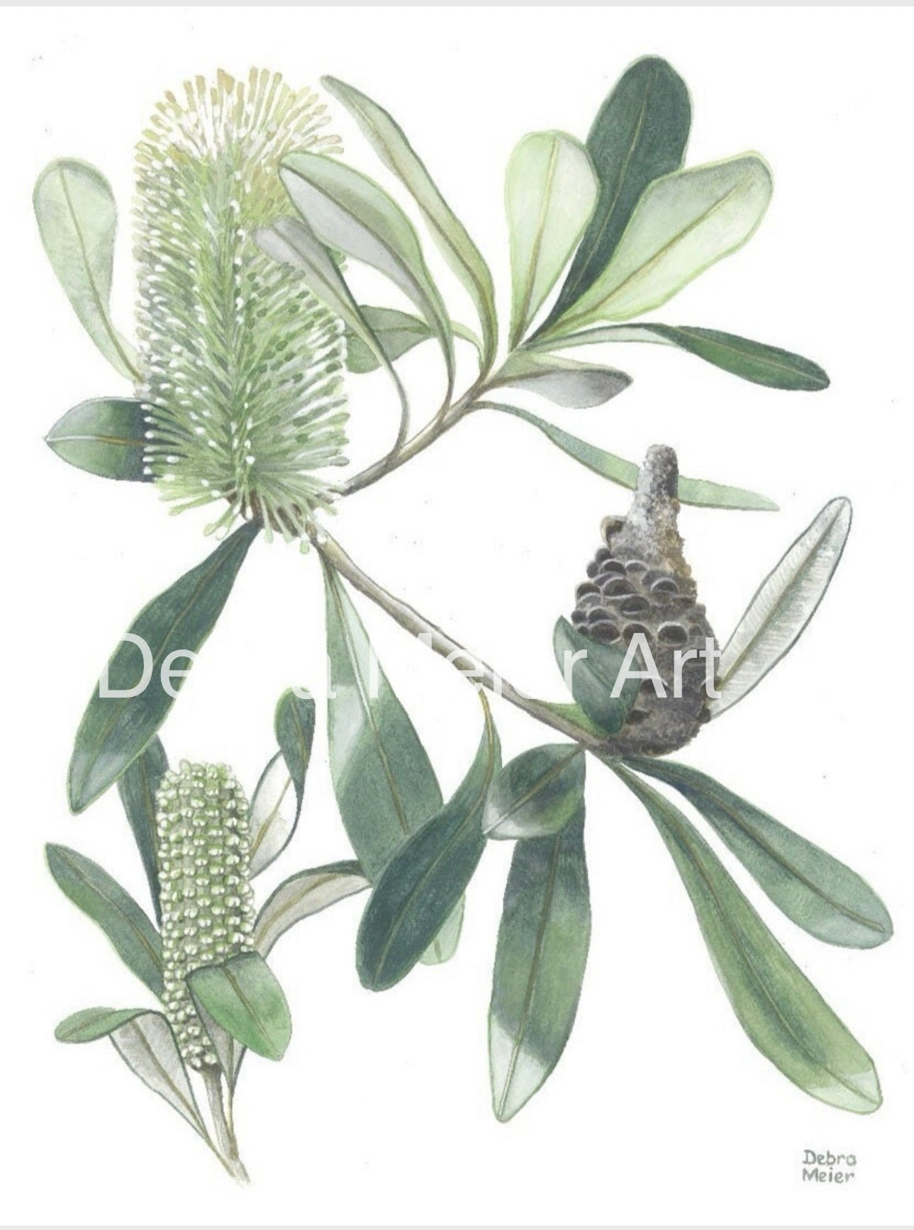White on White series art prints by Debra Meier Art- White Waratah, Flannel Flower, Coastal Banksias