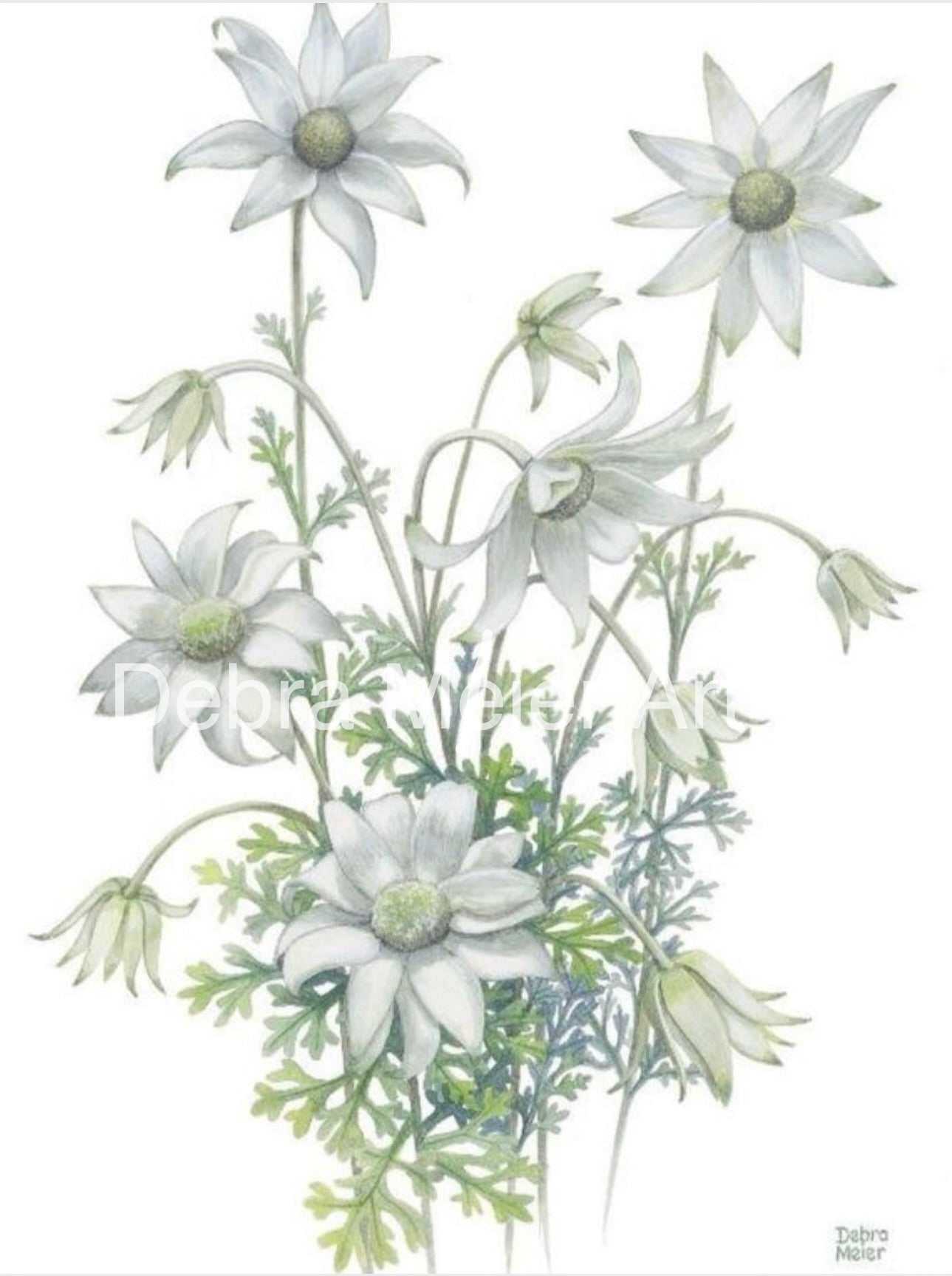 White on White series art prints by Debra Meier Art- White Waratah, Flannel Flower, Coastal Banksias