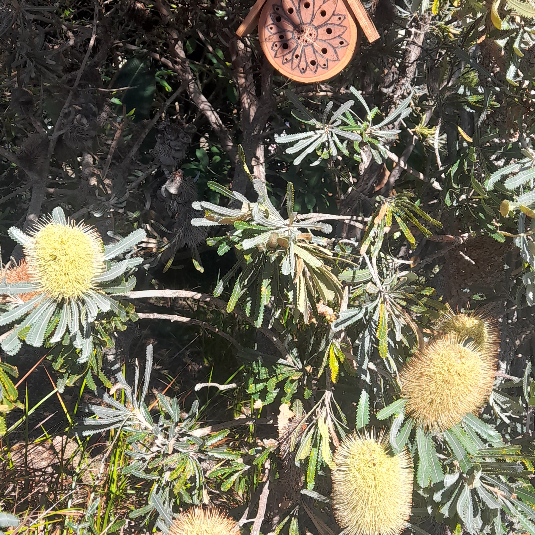 Hardwood Native Bee Hotel