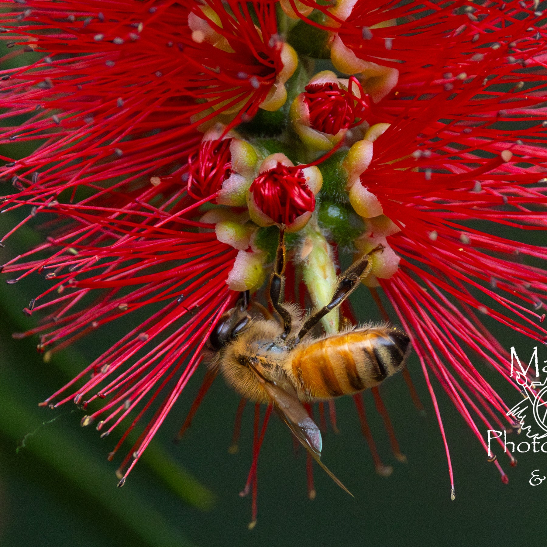 Photographic print | Wall Art | Bee-autiful