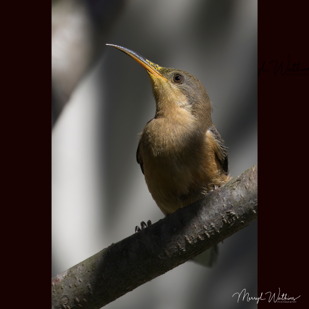 Blank Greeting Card - Juvenile Eastern Spinebill - Photo