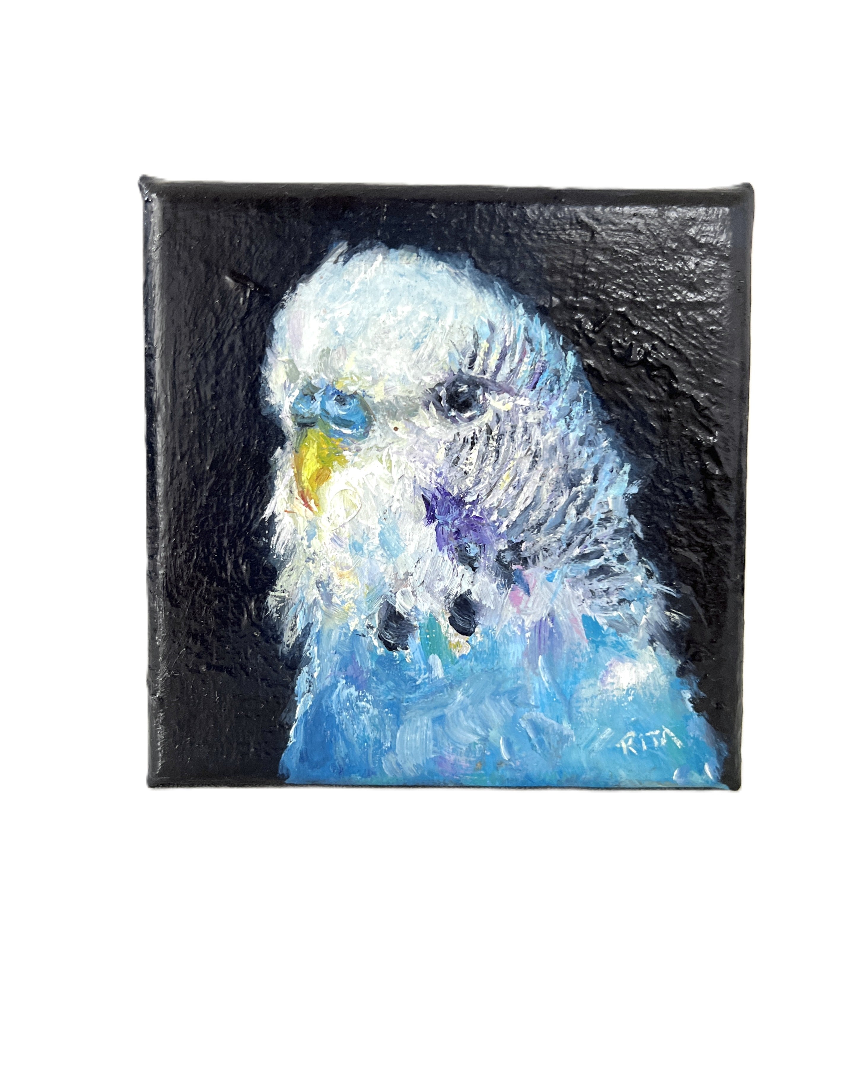 Original Bird Blue Budgie Mini Oil Painting