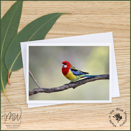 Blank Greeting Card - Eastern Rosella on a branch - Photo