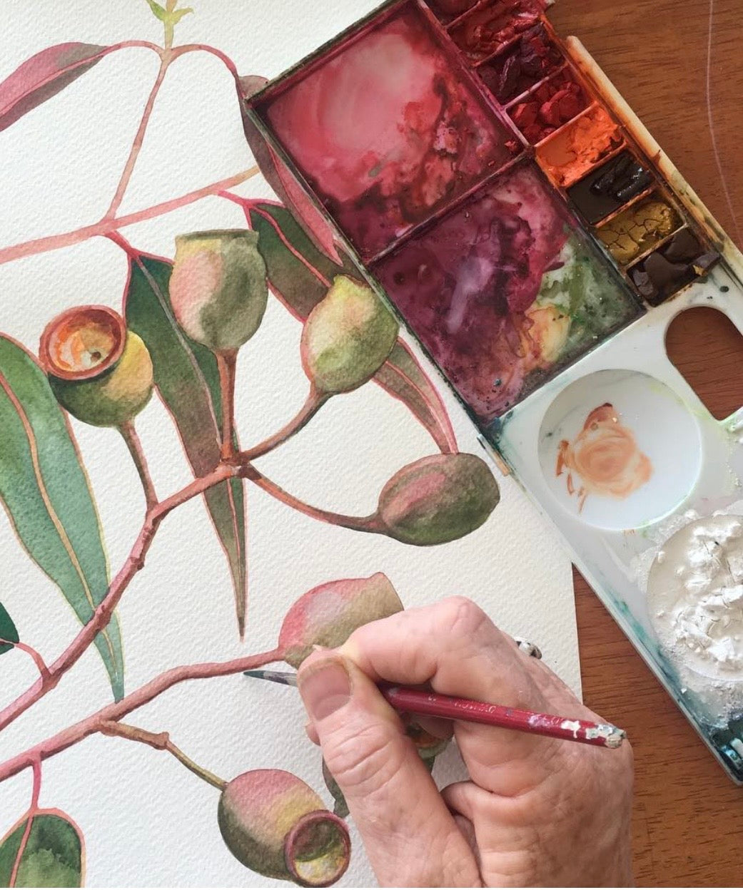 Gumnuts art print by Debra Meier