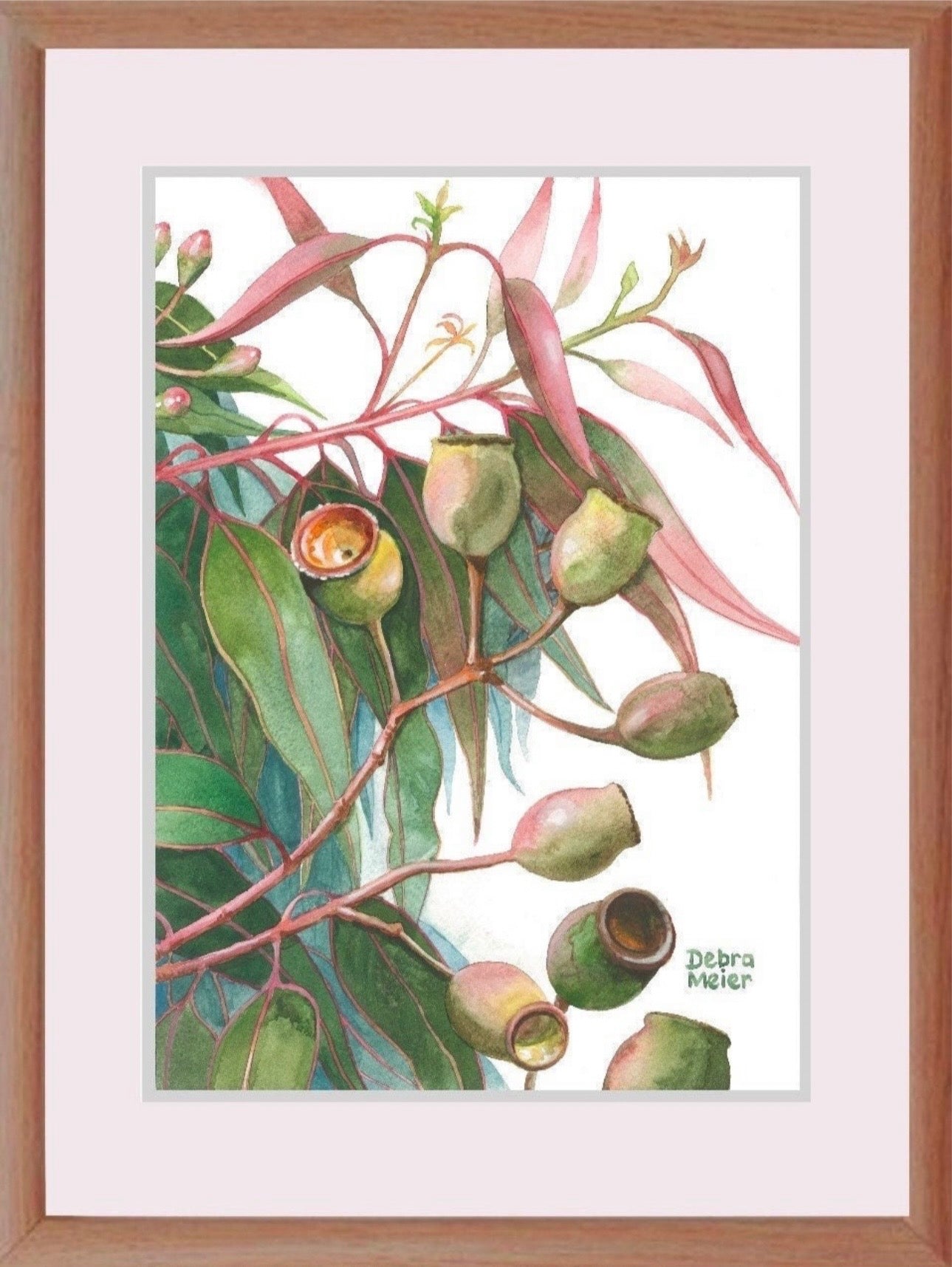 Gumnuts art print by Debra Meier