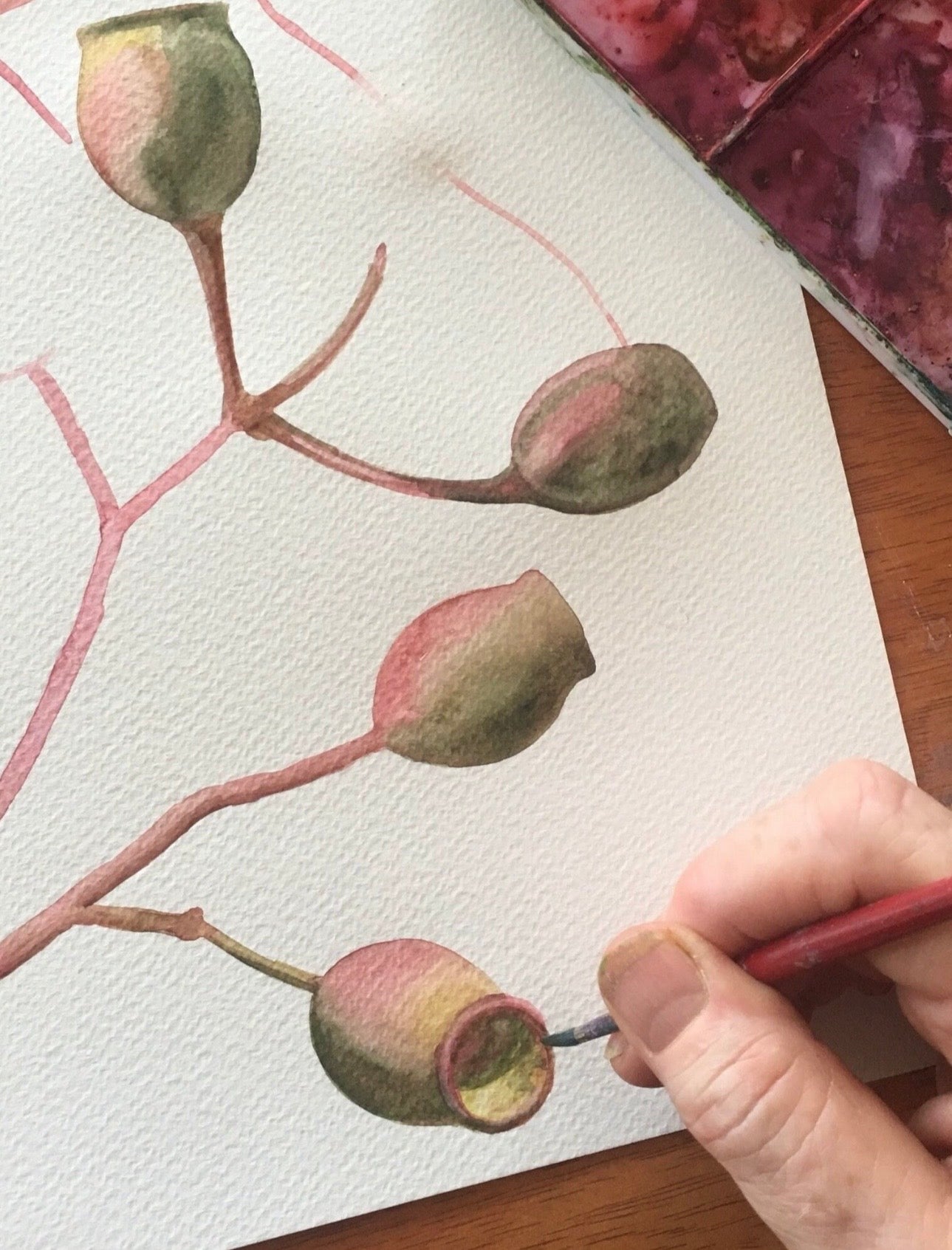 Gumnuts art print by Debra Meier