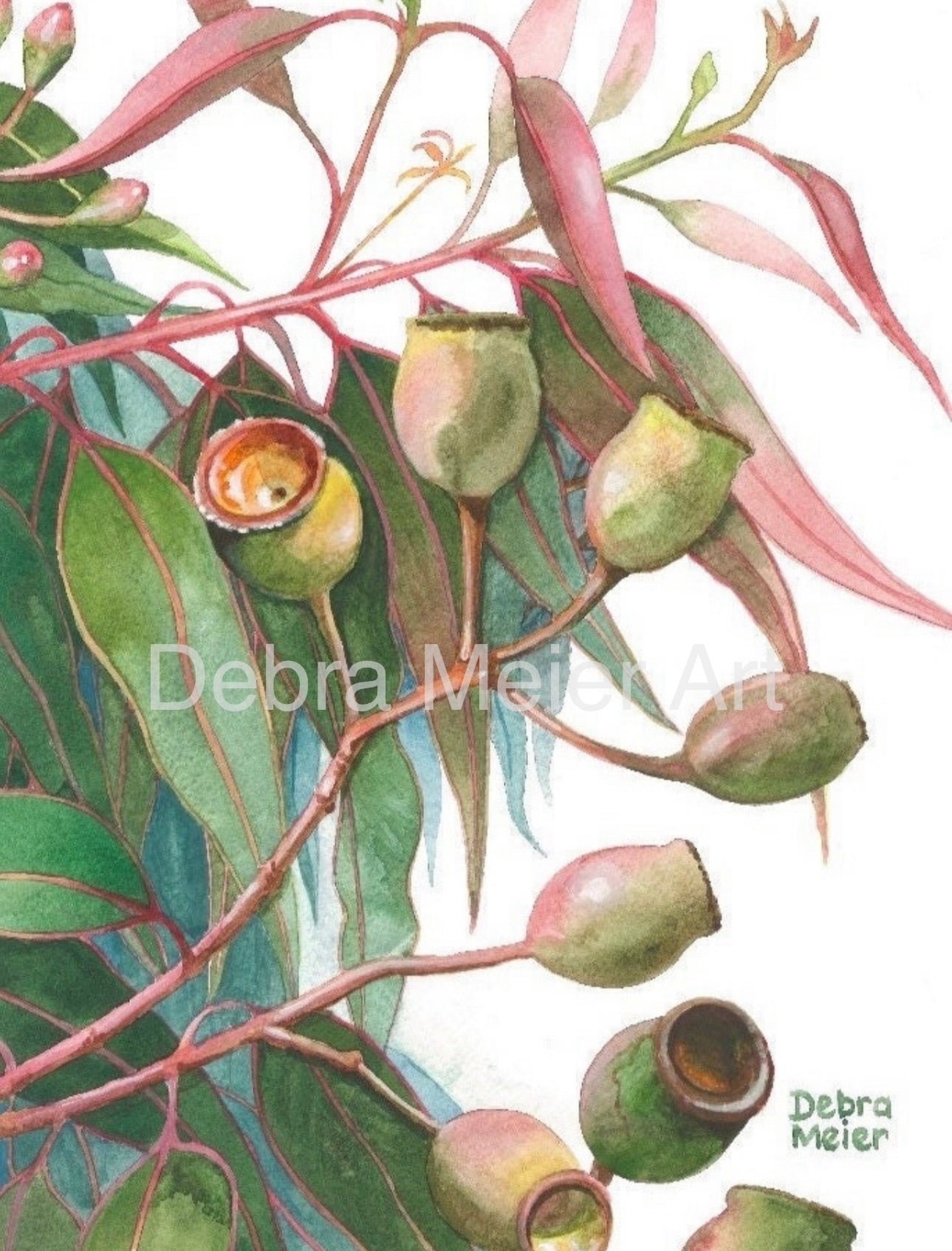Gumnuts art print by Debra Meier