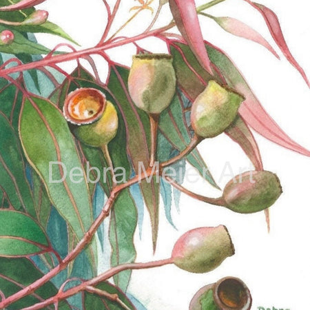 Gumnuts art print by Debra Meier