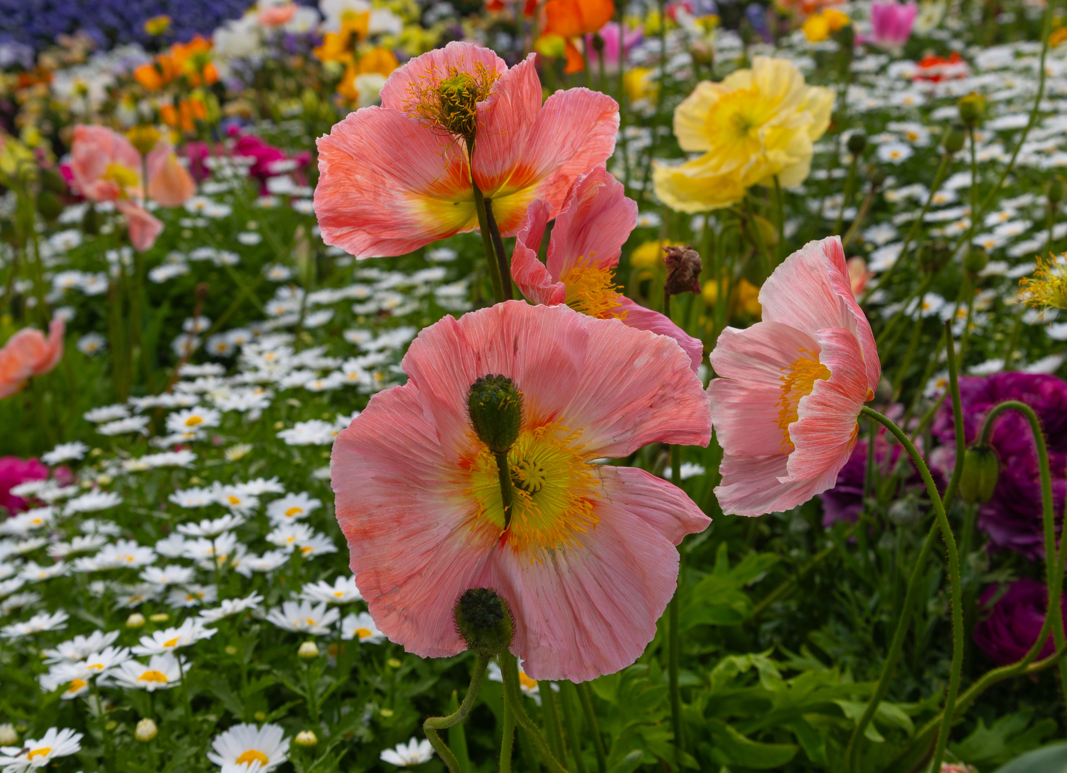 Photographic Print | Wall Art | Flowers