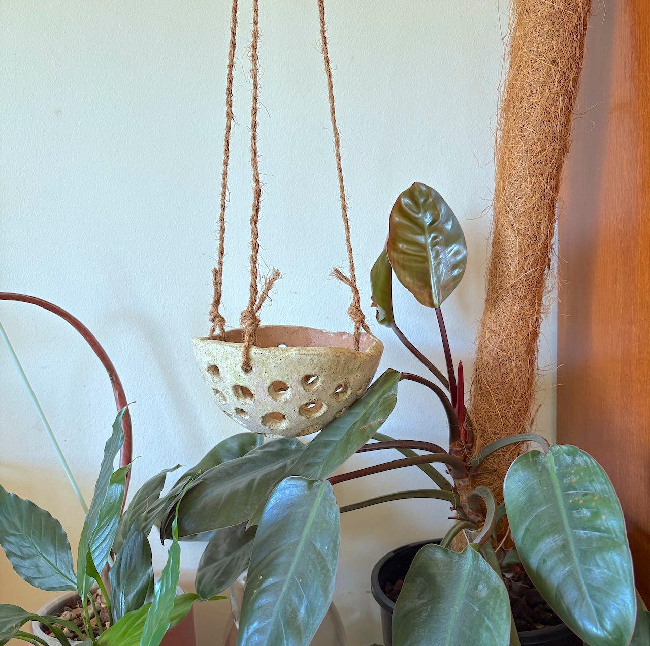 Ceramic dome hanging orchid pot