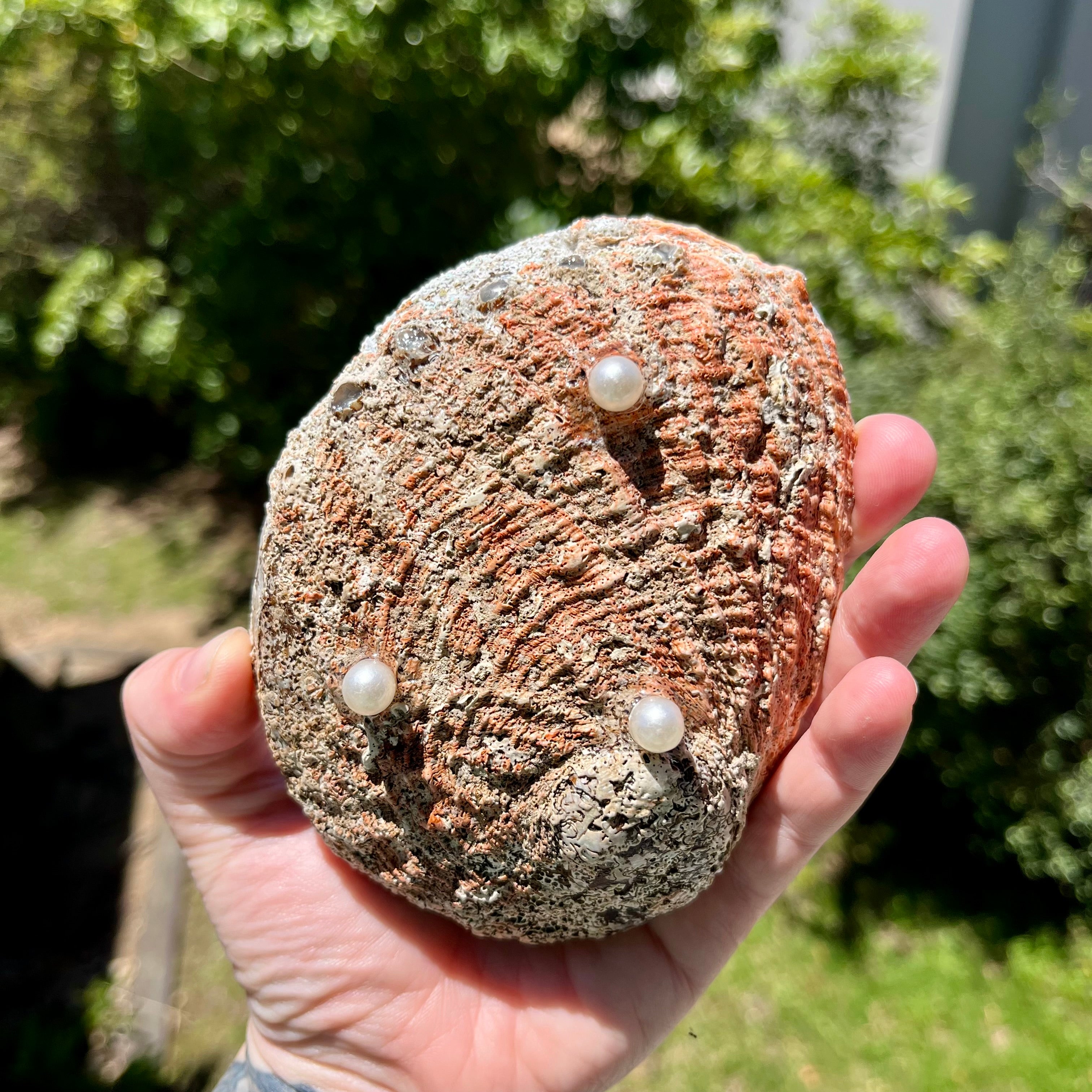 Shell Dish For Jewellery With Whales