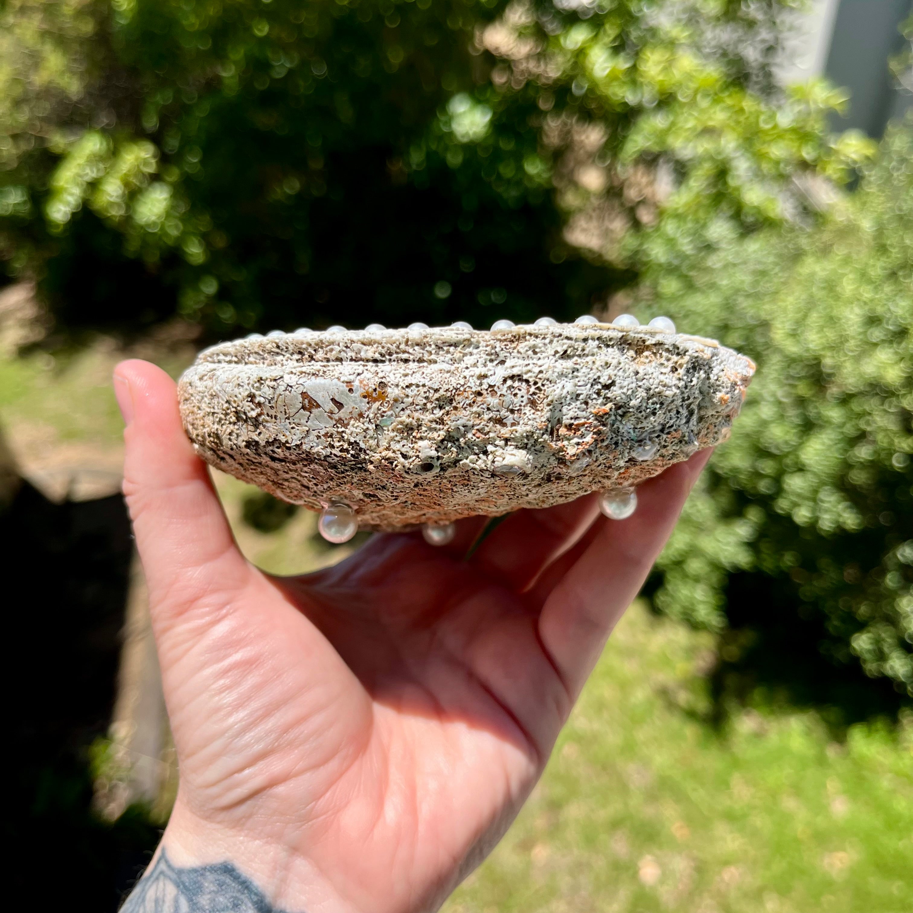 Shell Dish For Jewellery With Whales