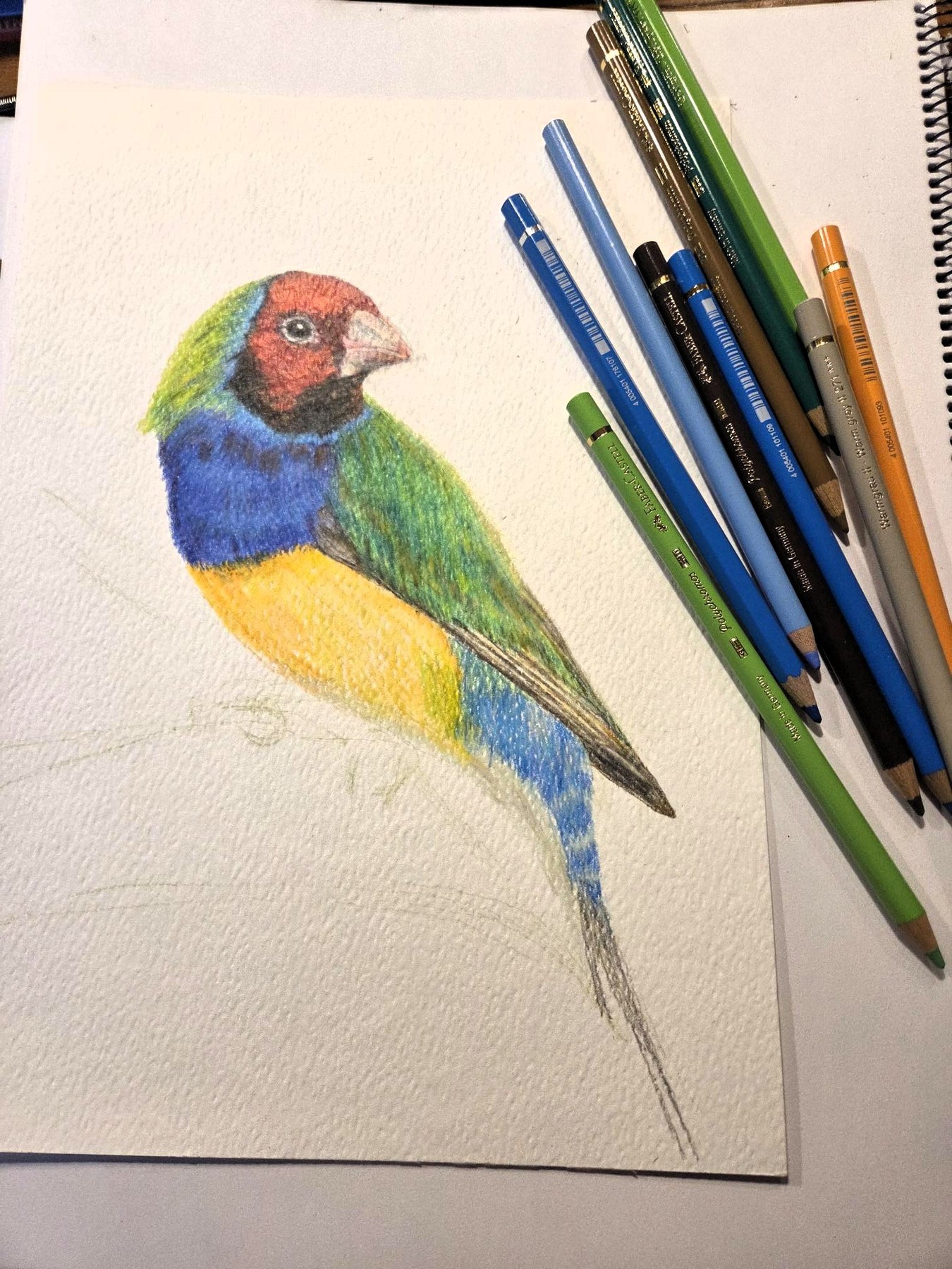 Gouldian Finch Greeting Card (blank inside)- 5cm x 7cm (127mm x 178mm)