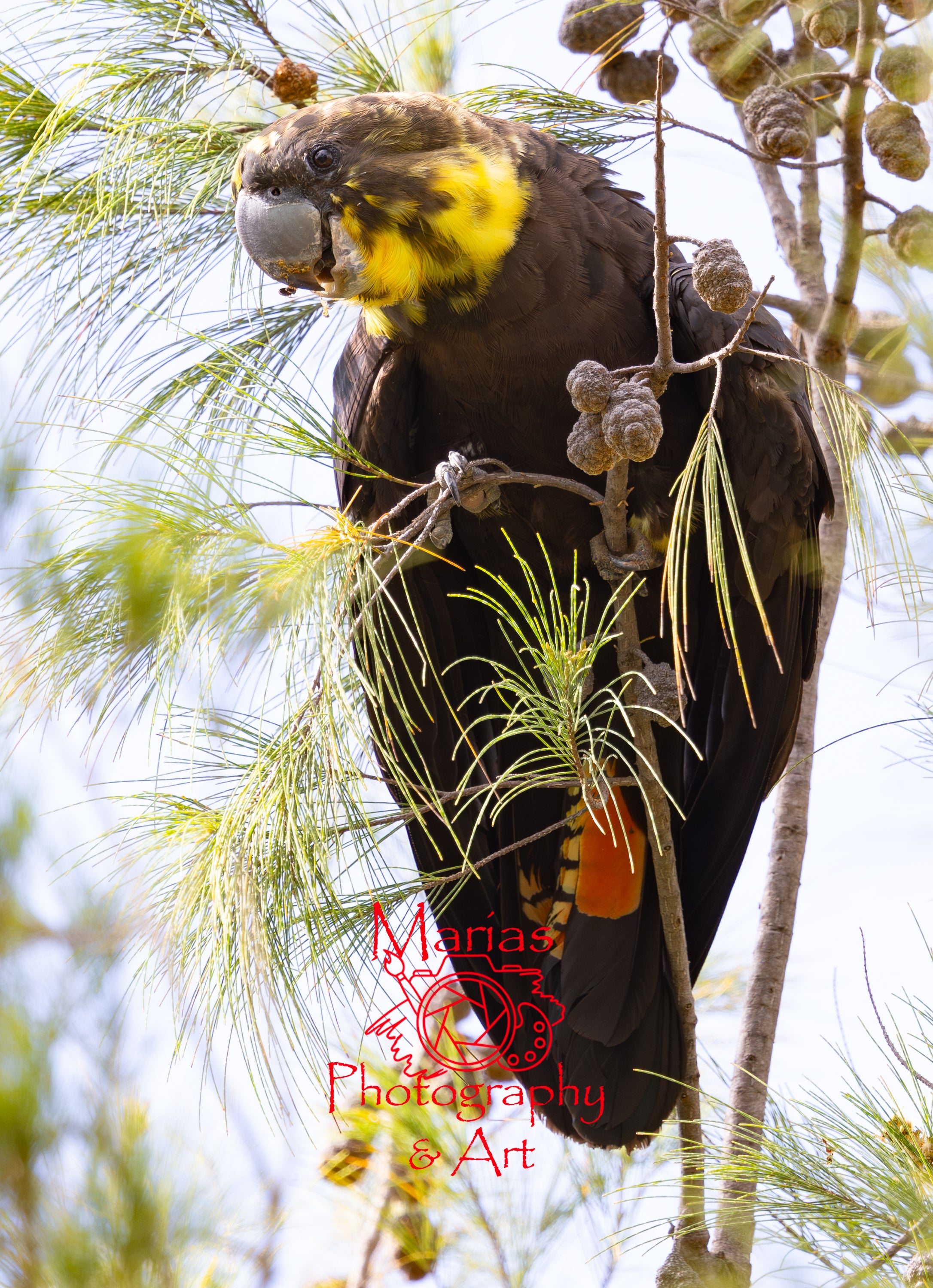 Greeting card | Pretty girl | Glossy black cockatoo