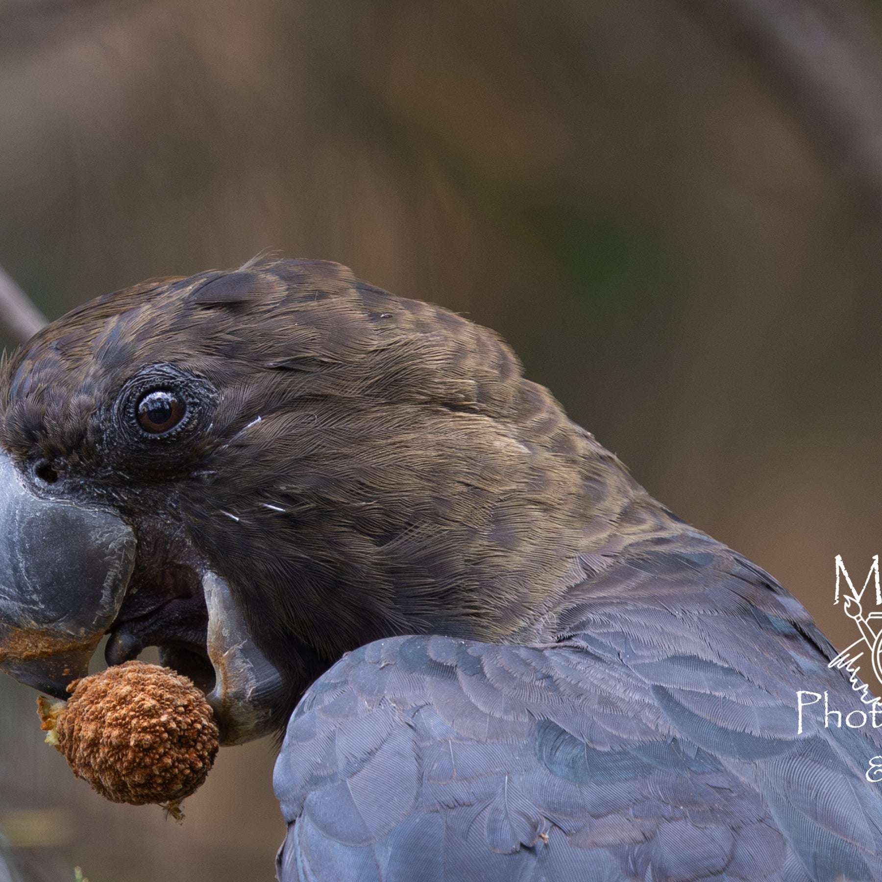 Photographic Print | Wall Art | Glossy Black Cockatoo
