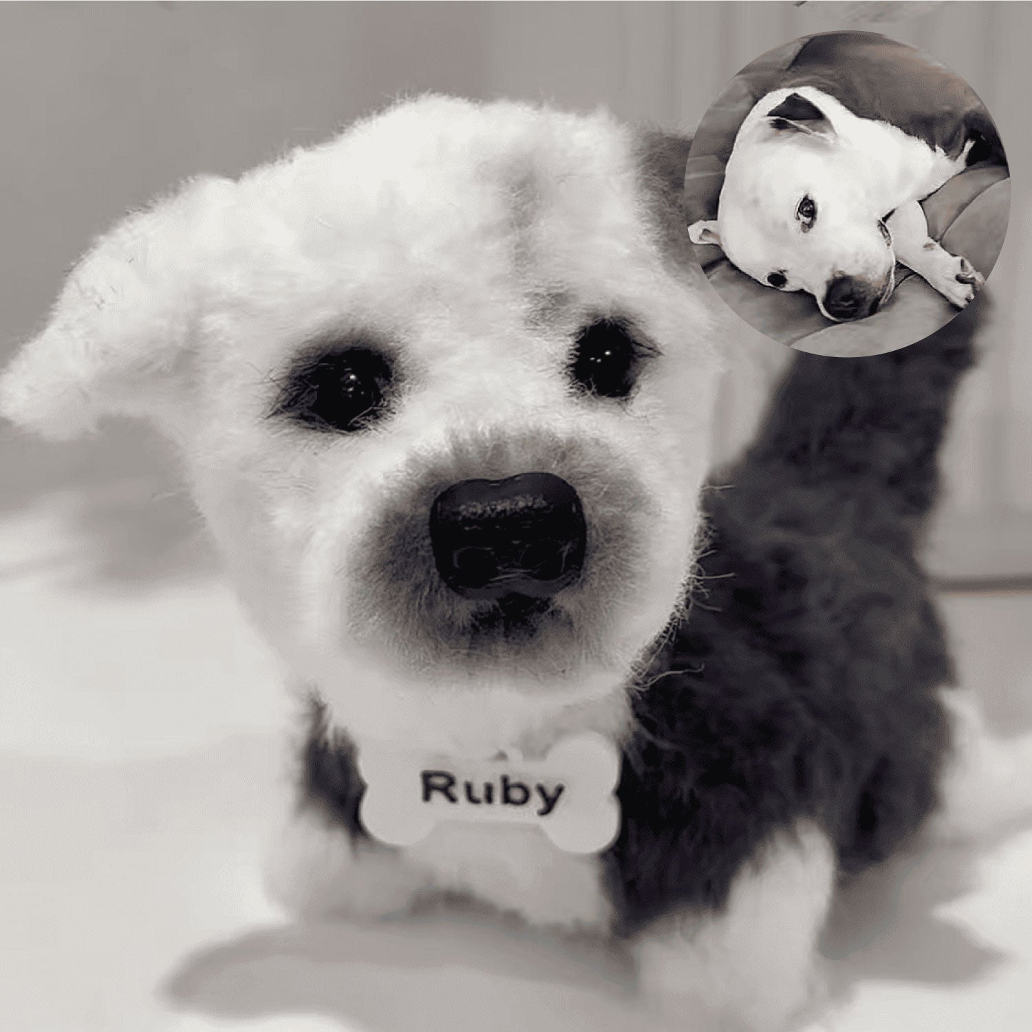 Custom Dog Replica from Photo, Poseable Art Doll, Pet Memorial Keepsake - Handmade Soft Sculpture, Personalised Plushie Ornament