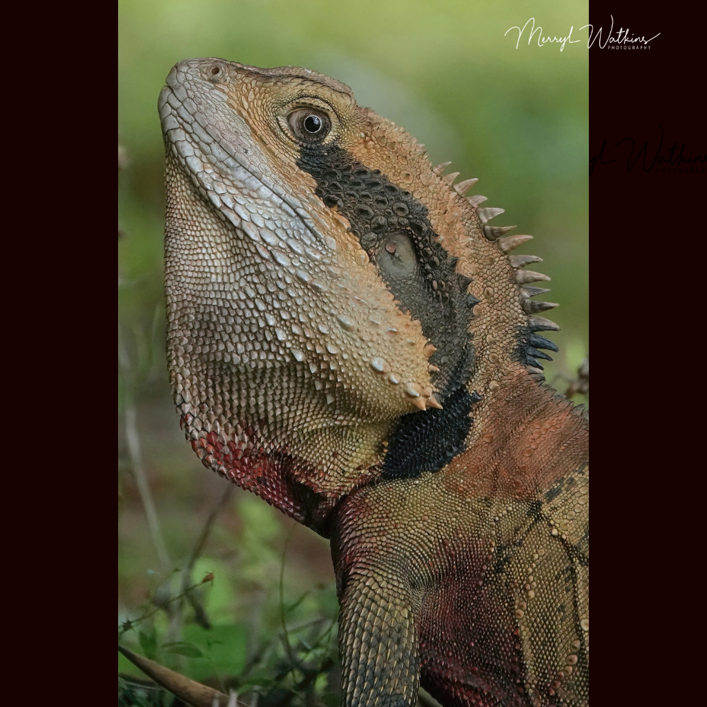 Blank Greeting Card - The Dragon (Eastern Water Dragon)