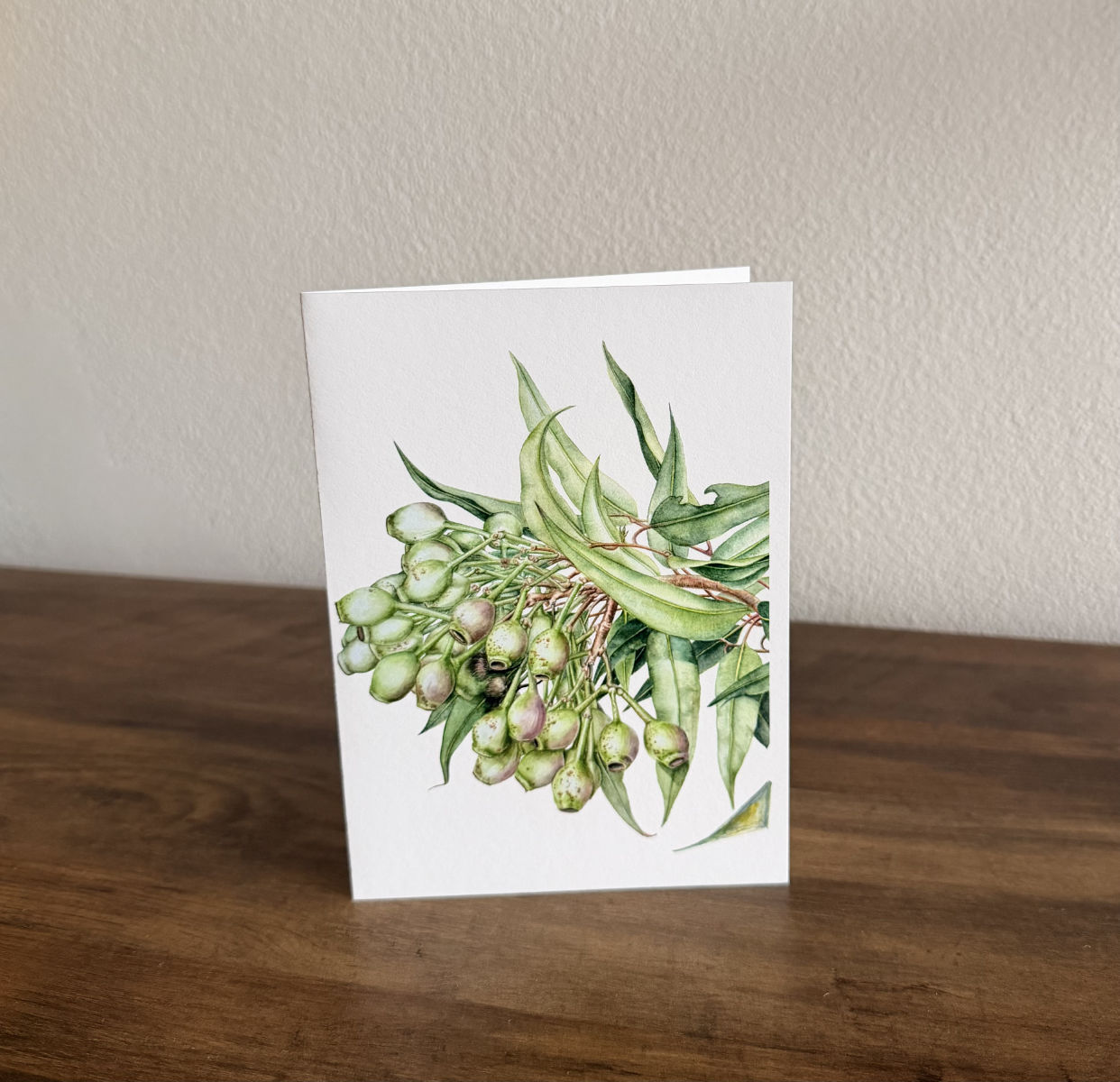 Flowering Gum Card (Corymbia ficifolia)/Gum nuts - Premium Botanical Print