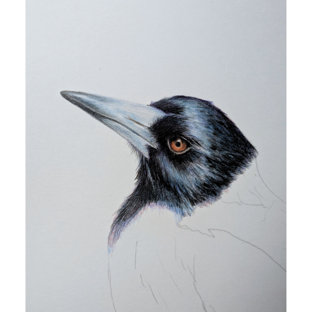 Magpies | Australian Wildlife Art Print