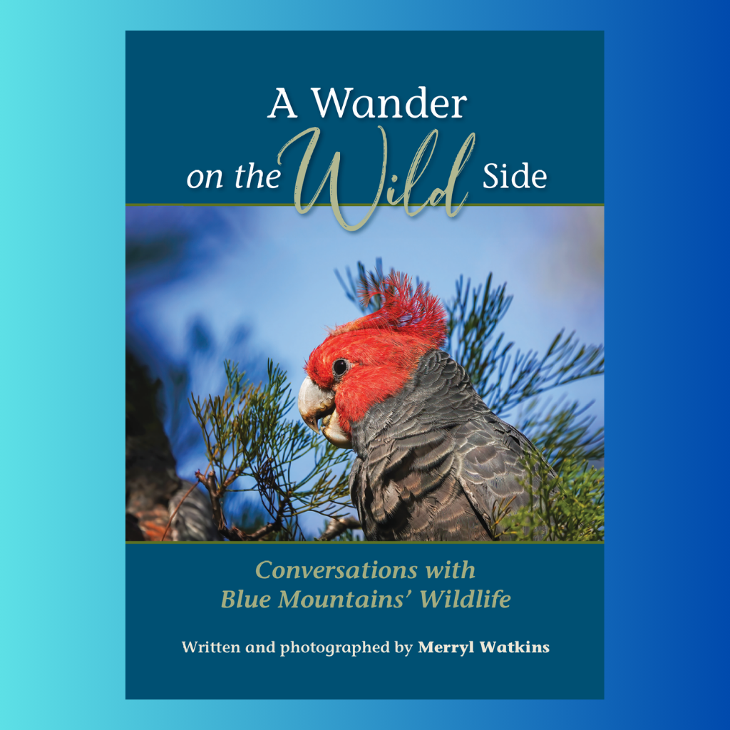 A Wander on the Wild Side - Conversations with Blue Mountains Wildlife