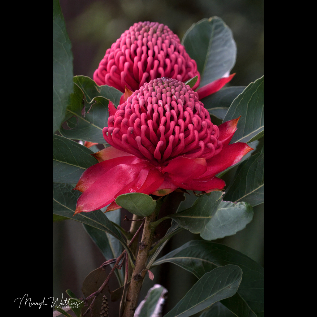 Blank Greeting Card - Waratah with Raindrop